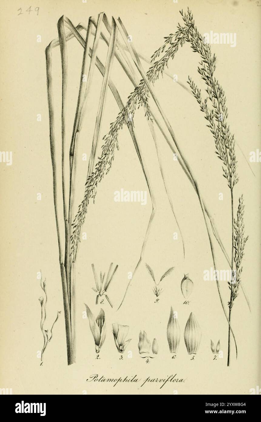 Species Graminum, Petropoli, Impensis Academiae Imperialis Scientiarum, 1828-1836. Gramineae, opere pittoriche, erbe, l'illustrazione presenta diversi elementi botanici associati alla specie Palamphila parvifolia. Include rendering dettagliati di varie forme e strutture di foglie, che mostrano le foglie sottili e allungate caratteristiche della pianta. Ad accompagnare il fogliame principale vi sono raffigurazioni più piccole di teste di fiori e singole parti floreali, etichettate per l'identificazione. La disposizione generale evidenzia i dettagli e le trame intricati dei componenti dell'impianto, fornendo Foto Stock