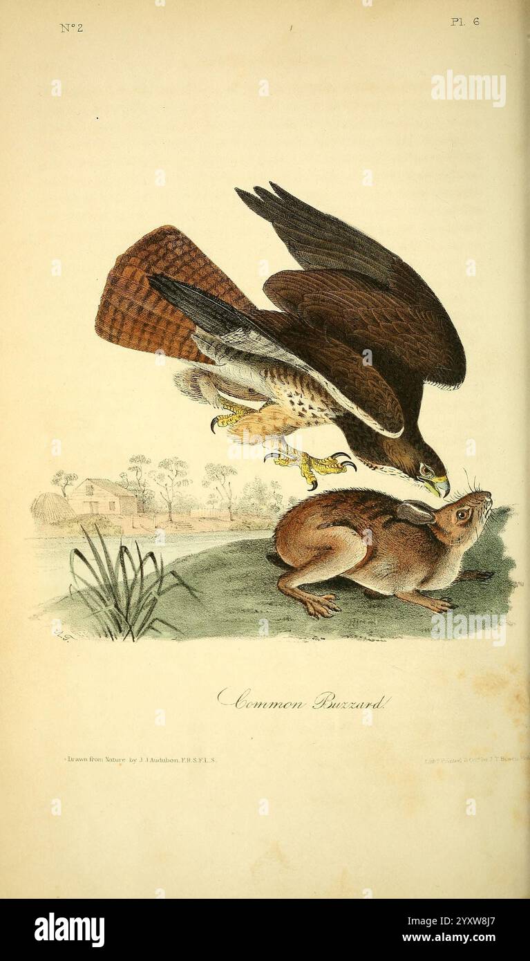 The, Birds, of, America, New York, J. B, Chevalier, 1840-1844, Birds, North, America, John, James, Audubon, foto, Works, Buteo, buteo, Un ronzio comune si prepara ad abbattersi sulla sua preda, una lepre sbalordita. La poiana, con le sue potenti ali spalmate, presenta un mix di piume marroni e bianche che contrastano con il paesaggio circostante. La lepre, catturata in un momento di vulnerabilità, accovacciata, le orecchie allarmate mentre percepisce istintivamente il pericolo. Sullo sfondo, una tranquilla scena di campagna si dispiega con alberi lontani e un accenno di struttura rurale, aggiungendo profondità al natu Foto Stock