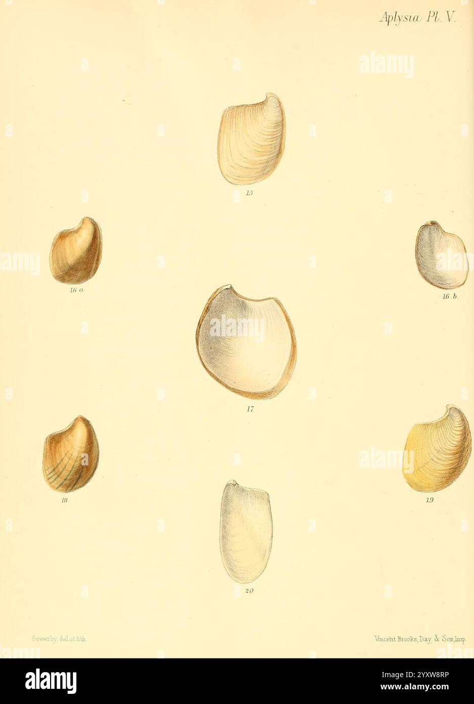 Conchologia iconica, o illustrazioni delle conchiglie di animali molluschi Londra, Reeve, Brothers, 1843-1878. Molluschi, opere pittoriche, conchiglie, l'illustrazione mostra una varietà di esemplari di conchiglie etichettati con identificatori numerici. Ogni conchiglia è dettagliatamente dettagliata e mostra forme, dimensioni e texture uniche, evidenziando la bellezza naturale e la diversità all'interno della specie. La disposizione presenta una visione sistematica, facilitando lo studio e l'identificazione degli shell, con annotazioni aggiuntive che ne indicano la classificazione. Il fascino estetico delle conchiglie è completato da una S. Foto Stock