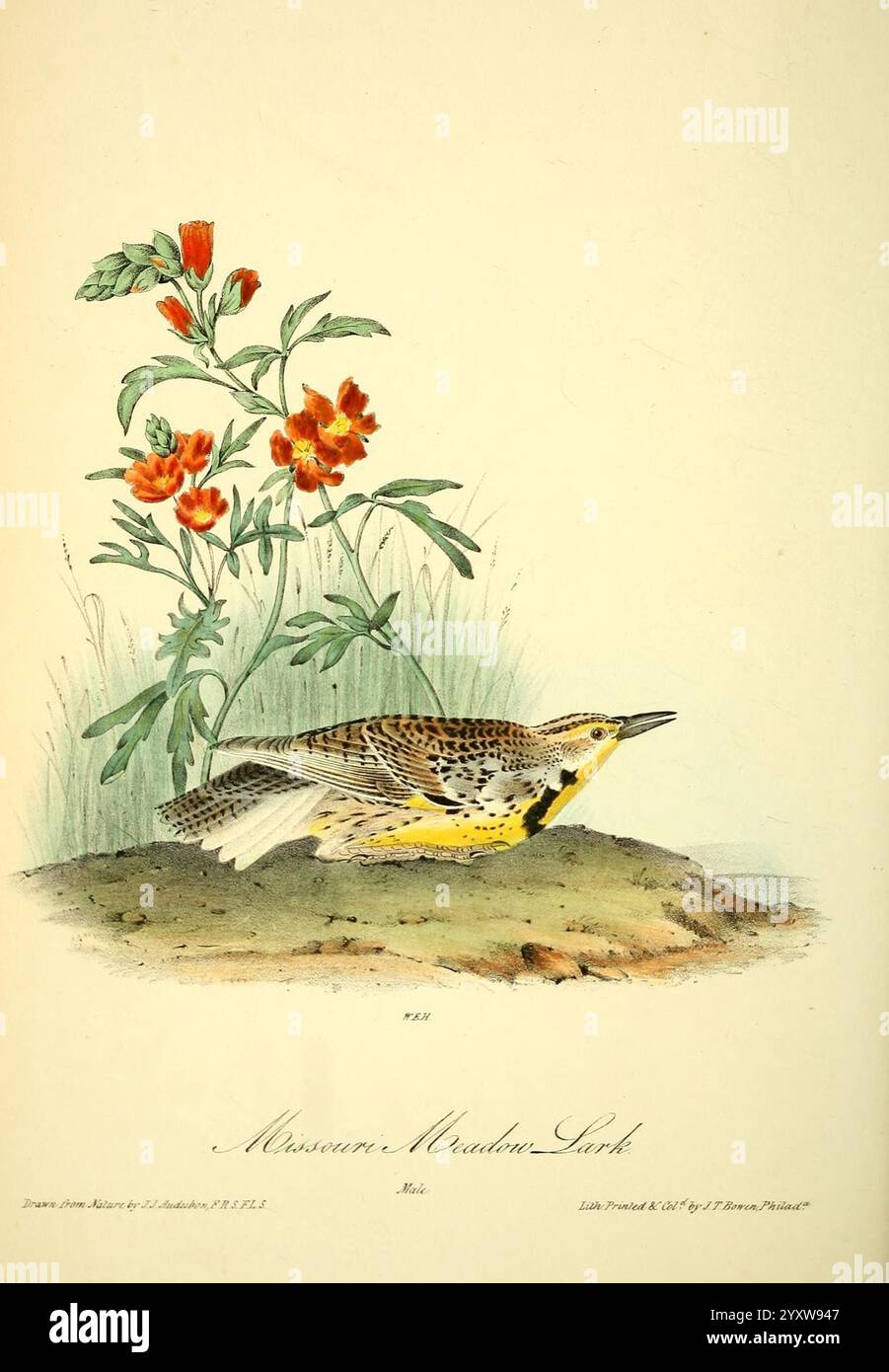 The Birds of America, New York, J.B. Chevalier, 1840-1844, Birds, nord America, John James Audubon, opere pittoriche, Sturnella neglecta, Western Meadowlark, questa illustrazione mostra una rappresentazione dettagliata di un uccello con panciotto giallo, ritratto in profilo mentre guarda verso l'alto. Il piumaggio dell'uccello è caratterizzato da motivi intricati, che fondono toni terrosi con spruzzi di giallo vibrante. Il becco acuto e gli occhi acuti suggeriscono uno stato di attenzione. Nelle vicinanze, un gruppo di fiori rossi emerge dal verde lussureggiante, fornendo un netto contrasto con la colorazione dell'uccello e migliorando l'ambiente naturale. Il Foto Stock