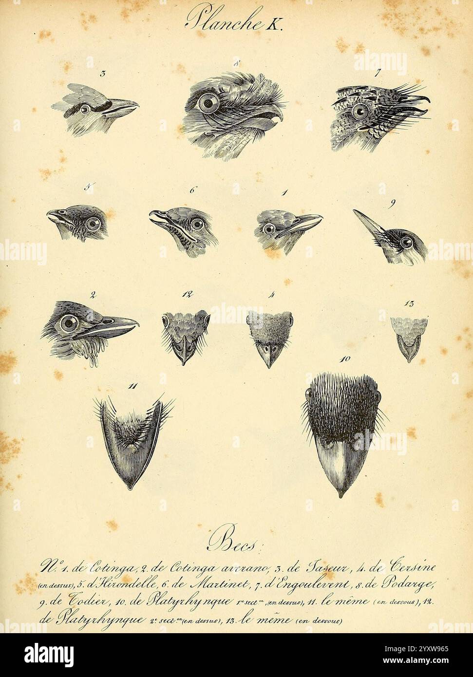 La galerie des oiseaux, Parigi, Carpentier-Méricourt, 1834, uccelli, opere pittoriche, questa illustrazione mostra una serie di schizzi dettagliati che mostrano varie teste di uccelli e strutture a becco. Ogni campione è numerato ed etichettato, evidenziando la diversità dell'anatomia degli uccelli. La disposizione enfatizza le differenze di dimensioni, forma e caratteristiche, contribuendo alla comprensione della biologia aviaria. L'illustrazione fa parte di uno studio scientifico destinato a facilitare la classificazione e l'identificazione di queste specie. Foto Stock