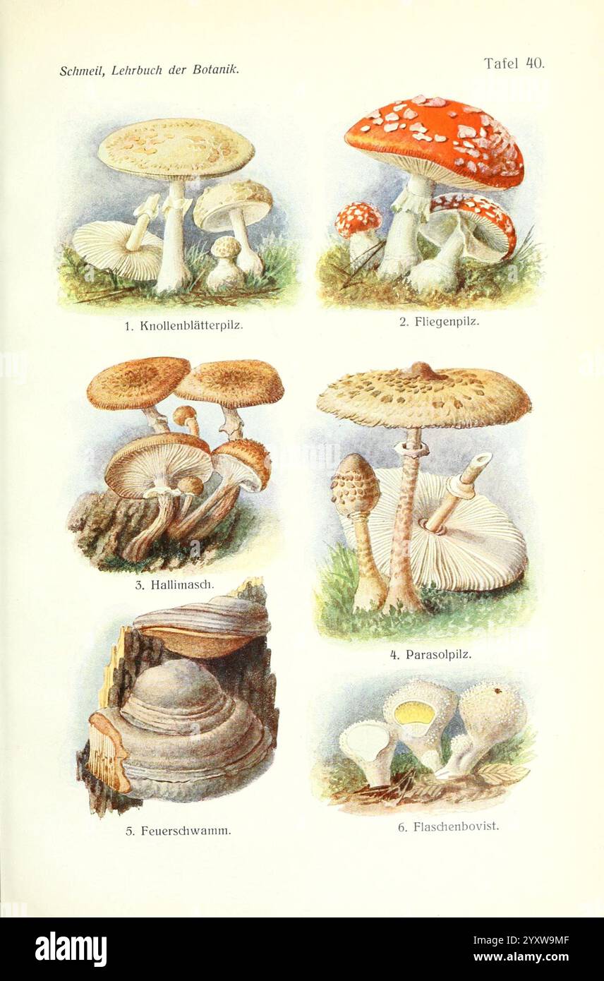 Lehrbuch der Botanik Leipzig quelle & Meyer 1911 botanica amanita tassonomia: kingdom= fungi tassonomia: Phylum= Basidiomycota tassonomia: Class= Agaricomycetes Agaricales tassonomia: Family= Amanitaceae amanita Grüner Knollenblätterpilz deathcap l’amanite phalloide muchomůrka Zelená タマゴテングタケ groene knolamaniet muchomor fluzielonawy kavalakärpässieni lömsk grøn galóca muchomůrka Červená kärbseseen ベニテングタケ mojòla fòla rdeča mušnica Foto Stock