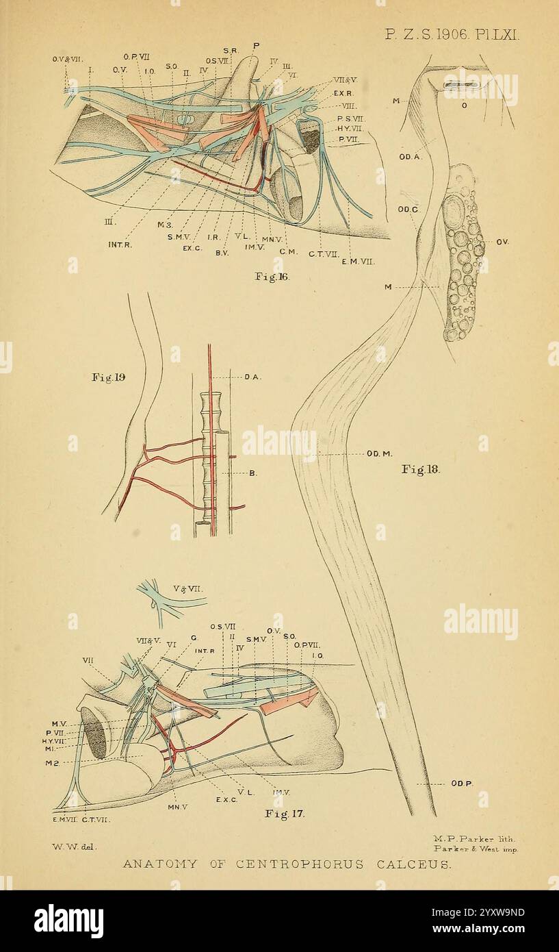 Proceedings of the Zoological Society of London London, Academic Press, periodici Zoology, l'illustrazione mostra una serie di diagrammi anatomici dettagliati del Centrophorus calceus, comunemente noto come squalo martello. La sezione superiore presenta un'intricata etichettatura di varie arterie e vene, insieme a caratteristiche anatomiche chiave relative al sistema circolatorio della specie. La parte centrale evidenzia una vista in sezione trasversale, che indica la disposizione dei vasi principali e dei tessuti circostanti. La parte inferiore fornisce una rappresentazione dettagliata della struttura scheletrica dello squalo, enfasi Foto Stock