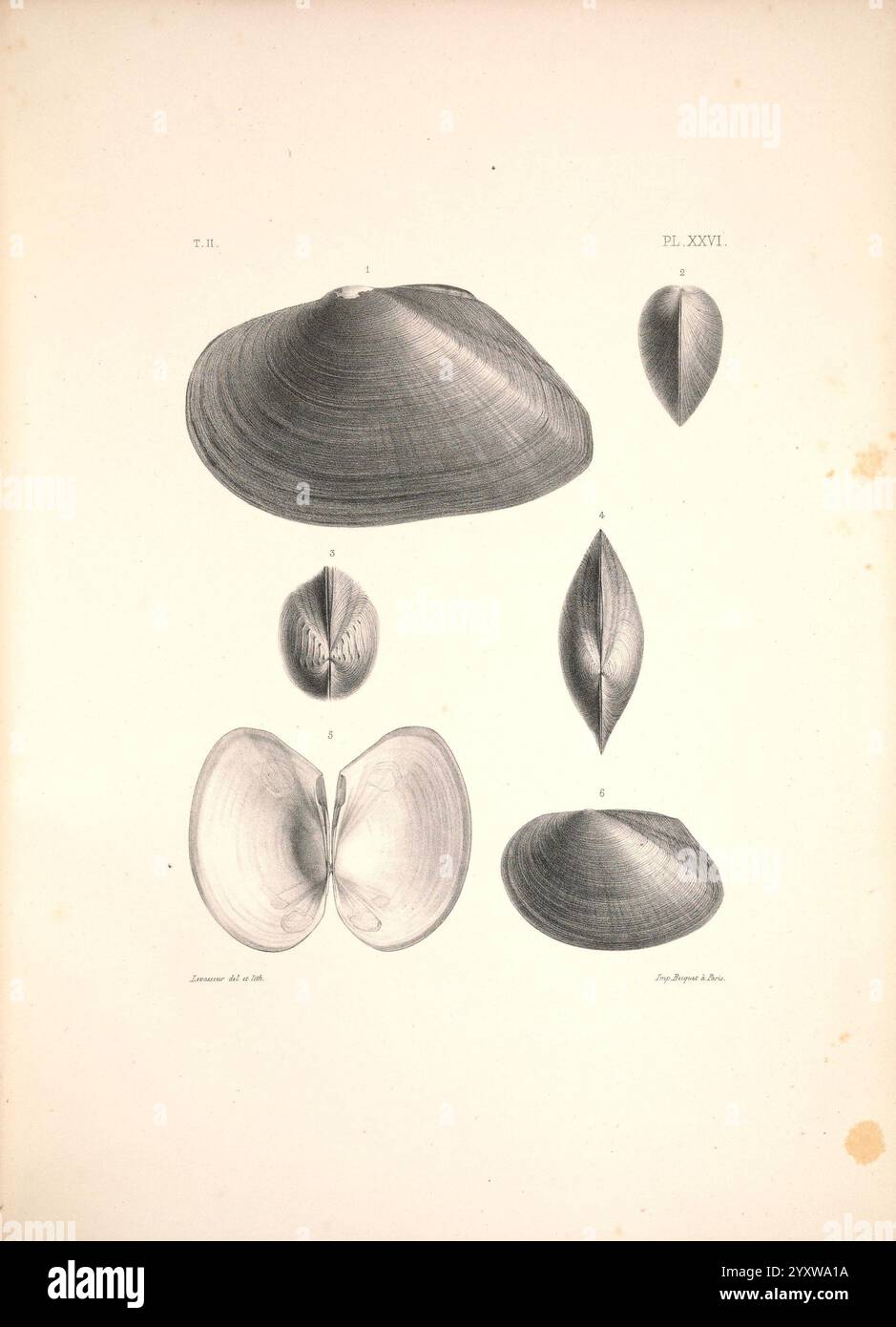 Malacologie de l'Algérie, ou, Histoire naturelle des animaux mollusques terrestres et fluviatiles recueillis jusqu'à ce jour dans nos possessions du nord de l'Afrique, Parigi, Challamel aîné, 1864. Algeria, Mollusks, Mollusks Fossil, questa illustrazione presenta una collezione di forme di conchiglia, che mostrano varie specie di bivalvi. Ogni shell viene meticolosamente riprodotto con un complesso lavoro di linea, evidenziandone forme e trame uniche. La sezione superiore presenta due gusci robusti e arrotondati, caratterizzati da un esterno liscio. Di seguito, è raffigurata una coppia di conchiglie simmetriche, che mostrano un leggero elo Foto Stock