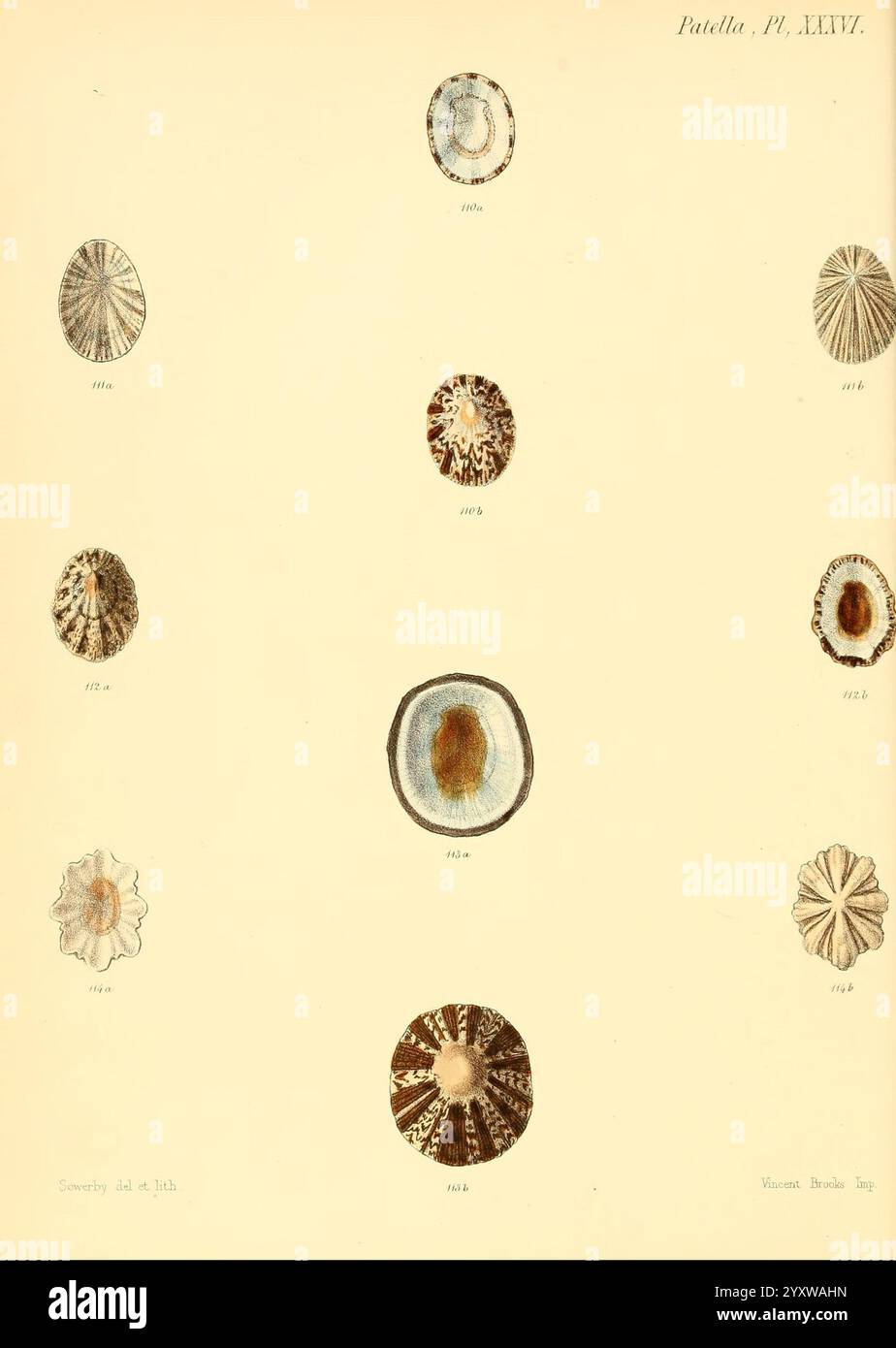 Conchologia iconica, Or Illustrations of the Shells of Molluscous Animals, London, Reeve, Brothers, 1843-1878, molluschi, opere pittoriche, conchiglie, questa illustrazione mostra una collezione di varie specie di ricci di mare, meticolosamente disposti in un allineamento verticale per un facile confronto. Ogni esemplare mostra motivi, colori e texture distinti sulla sua superficie, evidenziando la diversità che si trova all'interno di questo gruppo marino. La numerazione accanto a ciascun riccio di mare indica probabilmente un sistema di catalogazione che fornisce codici di riferimento a fini di identificazione. La disposizione enfatizza le caratteristiche uniche Foto Stock