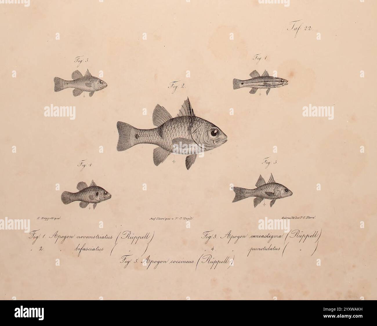 Neue Wirbelthiere zu der fauna von Abyssinien gehörig, Francoforte sul meno, S. Schmerber, 1835-1840, Animals, classificazione, Etiopia, identificazione, pesci marini, Mar Rosso, zoologia, ittiologia, pesce, Friedrich Carl Vogel, Eduard Rüppell, Apogon novemstriatus, Cheilodipterus novemstriatus, cardinalfish a due punti, Apogon bifasciatus, Apogonichthyoides taeniatus, pesce cardinalso a due cinghie, Apogon coccineus, pesce cardinalizio rubino, Apogon enneastigma, Apogonichthyoides heptastygma, cardinalfish a nove punti, Apogon punctulatus, Fowleria punctulata, cardinalfish a guancia, illustrazione scientifica Foto Stock