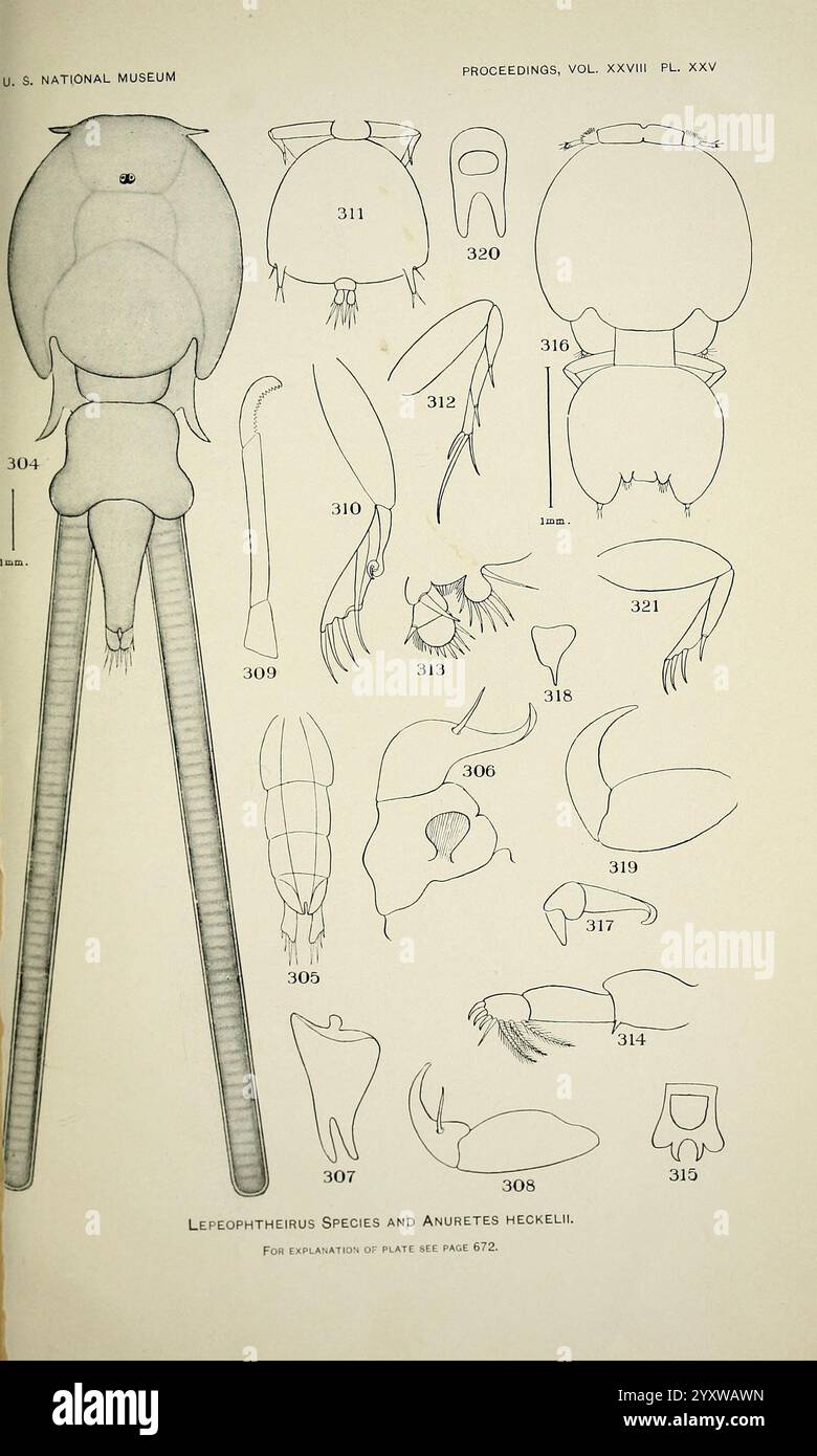 Nordamericano, parassita, copepodi, appartenenti alla famiglia, Caligidae, Washington, Govt. Print, 1905-, Nord America, Copepoda, Caligidae, un'illustrazione dettagliata con varie specie di lepidotteri e Arachnida. Il diagramma include caratteristiche anatomiche etichettate come appendici, boccali e segmenti corporei, fornendo una panoramica completa della morfologia di questi organismi. Ogni elemento è meticolosamente numerato, favorendo l'identificazione e la classificazione delle specie rappresentate. La disposizione delle illustrazioni consente un facile confronto tra campioni diversi Foto Stock