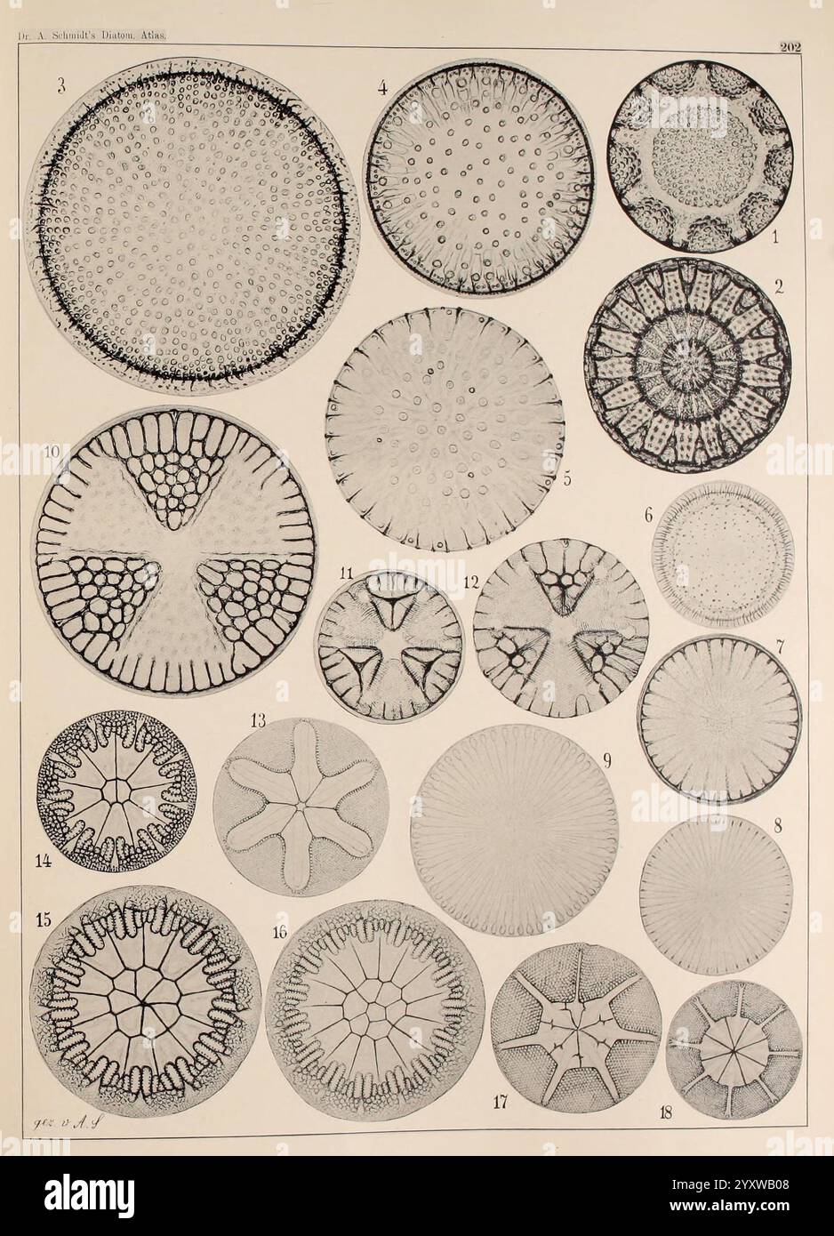 Atlas der Diatomaceen-Kunde, Lipsia, R. Reisland, 1874-1819, atlanti, Bacillariophyceae., l'illustrazione presenta una serie di intricati motivi geometrici e forme, ciascuno numerato e disposto in una formazione simile a una griglia. I progetti mostrano una varietà di forme circolari, visualizzando diverse trame, motivi di linea e dettagli complessi. Ogni cerchio distinto varia in complessità, con alcuni caratterizzati da simmetria radiale e altri che mostrano una struttura frammentata o reticolata. La composizione complessiva evidenzia le caratteristiche artistiche delle forme microscopiche, possibilmente rappresentando diatomee o. Foto Stock