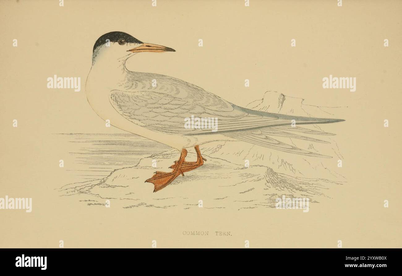 Una storia di uccelli britannici, 1863-1866?, Birds, Great Britain, Bird, la scena cattura un'illustrazione dettagliata di un uccello grazioso, caratterizzato dal suo corpo allungato e dalle caratteristiche distintive. L'uccello è raffigurato con un suggestivo cappello nero sulla testa, contrapposto al viso e al corpo bianchi. Le lunghe ali appuntite si estendono elegantemente dietro di essa, mostrando una sfumatura di blu e grigio tenui. Sotto, viene illustrata una piccola mazza, appesa al rovescio, che sottolinea il contrasto tra le due creature. Lo sfondo suggerisce una scogliera aspra o un ambiente roccioso, che suggerisce l'habitat naturale dell'uccello. T Foto Stock