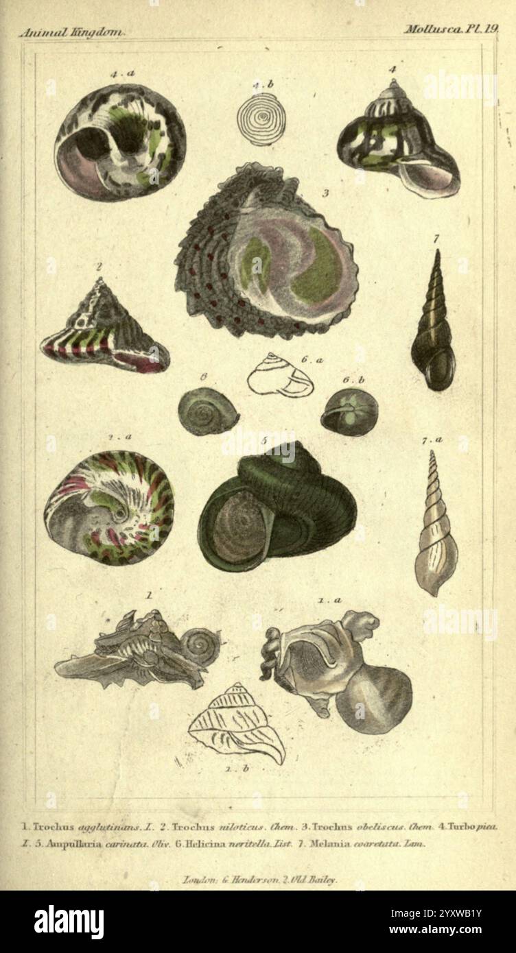 Il regno animale, organizzato secondo la sua organizzazione, Londra, G. Henderson, 1834. Londra, Londra, Una raccolta di illustrazioni dettagliate che mostrano varie specie di conchiglie, ciascuna etichettata con un numero corrispondente. I disegni spaziano da forme lisce e a spirale a forme più complesse e strutturate, evidenziando la diversità all'interno dei molluschi del regno animale. Ogni guscio ha una forma unica, dimostrando una varietà di motivi e colori, con nomi specifici noti per l'identificazione. La disposizione enfatizza l'eleganza e la complessità di questi organismi marini, con una chiara messa a fuoco Foto Stock