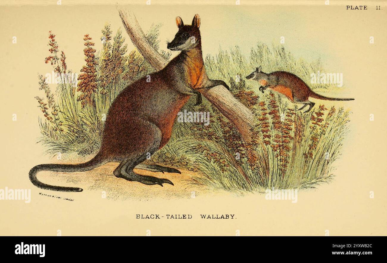 Un manuale per i marsupiali e monotremata Londra, E. Lloyd, 1896. Marsupiali monotremi Macropus ualabatus Macropus ualabatus wallaby dalla coda nera NSW VIC Australia Australia Wallabia bicolor Wallabia bicolor Wallabia bicolor Richard Lydekker, Un wallaby dalla coda nera è raffigurato in un ambiente naturale. Il wallaby più grande, in piedi sulle sue gambe posteriori contro un albero, mostra le sue caratteristiche distintive con arti forti e una lunga coda. Nelle vicinanze, un wallaby più piccolo sembra saltare o esplorare il terreno, aggiungendo un senso di movimento e vivacità alla scena. Lo sfondo include vegetazione lussureggiante, prodezza Foto Stock