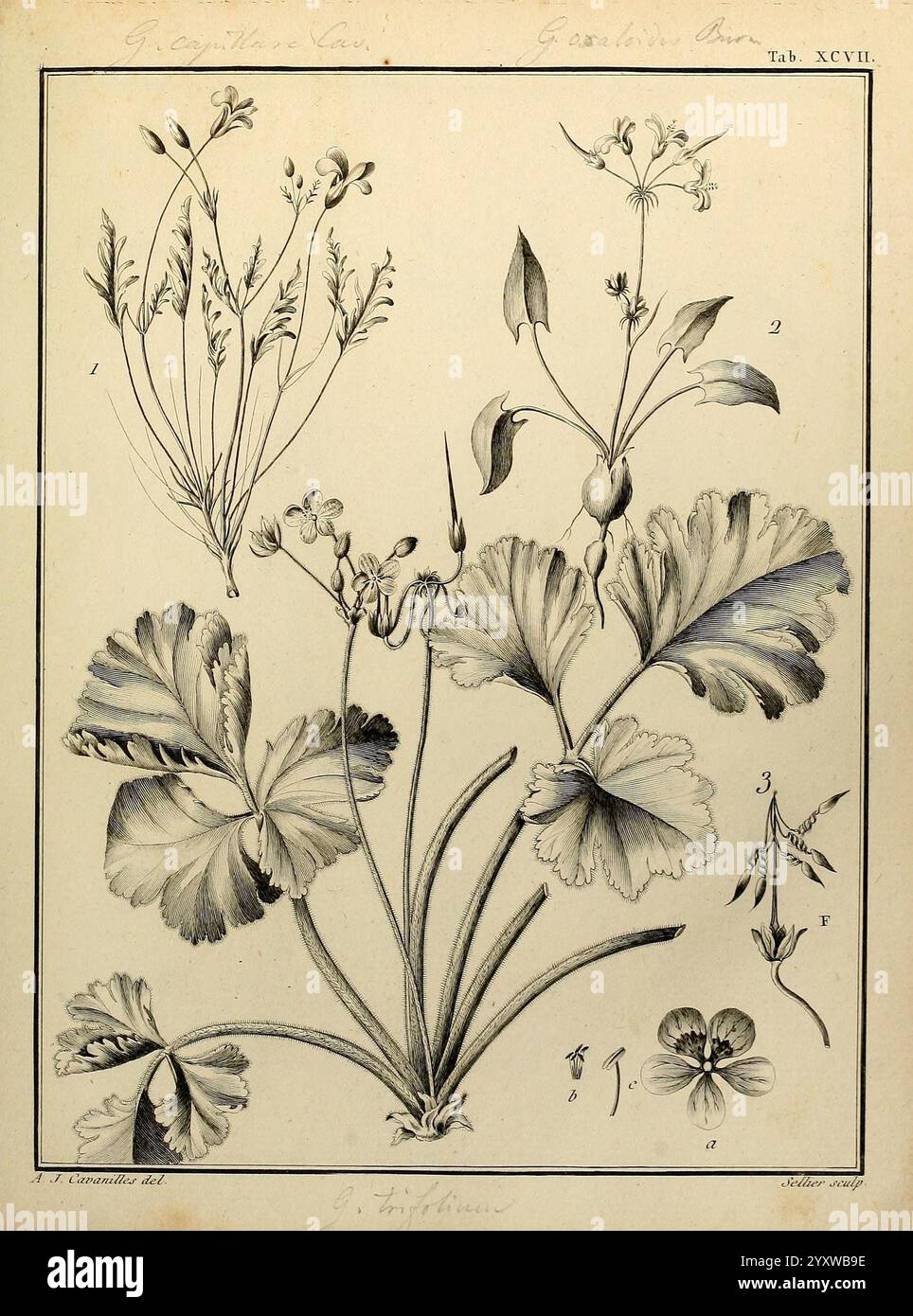 Monadelphiae Classis Dissertationes Decem Parisiis apud F.A. Didot 1785-1790 piante Spermatophyta opere pittoriche, l'illustrazione presenta uno studio botanico dettagliato che raffigura diverse specie di piante. La disposizione mostra tre campioni primari con caratteristiche distinte Foto Stock