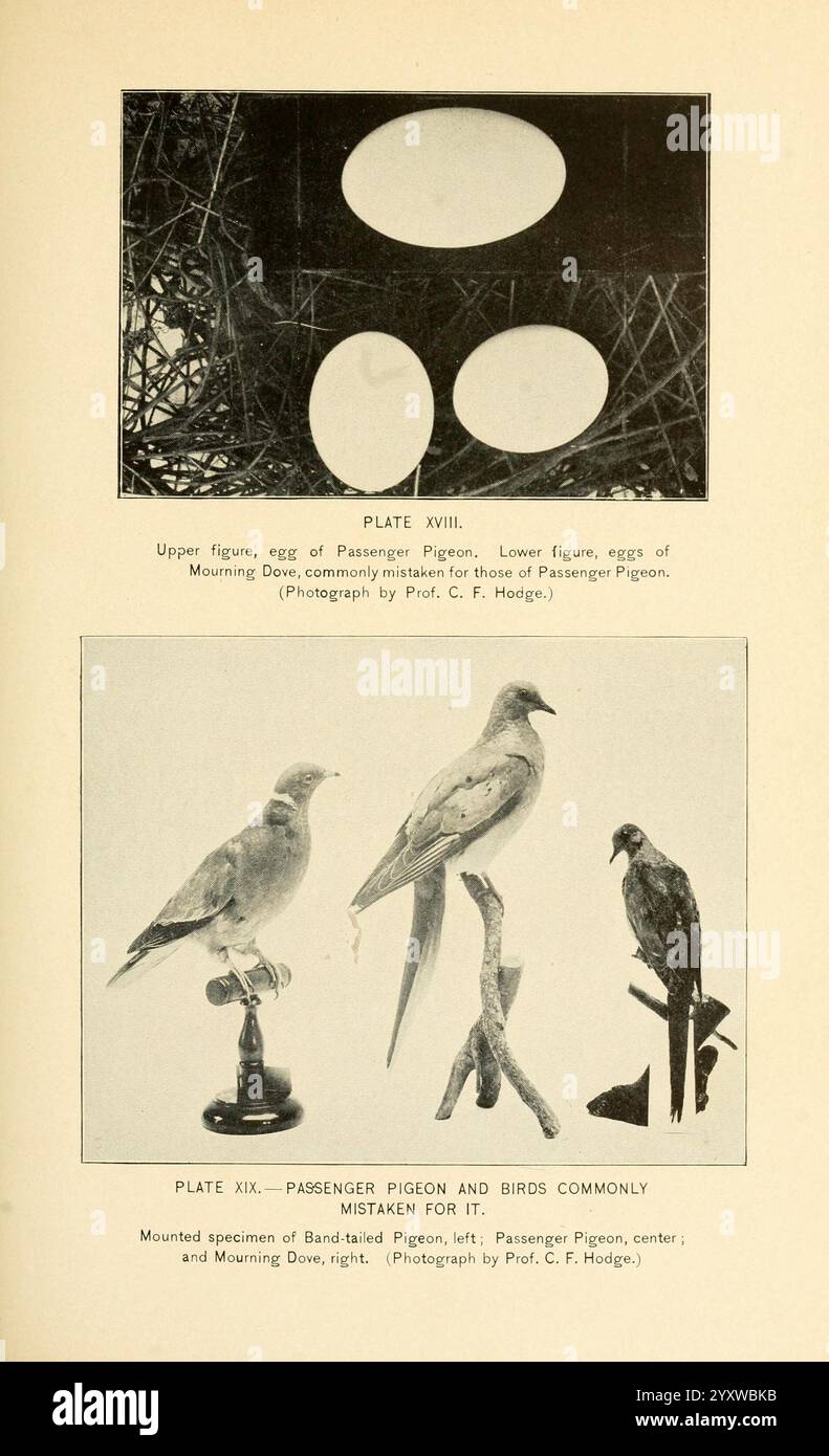 Una storia di uccelli selvatici, uccelli selvatici e uccelli da riva del Massachusetts e degli stati adiacenti, Boston, Wright Potter Printing Company, State Printers, 1916, Birds, Massachusetts, New England, conservazione, piccione passeggeri, Ectopistes migratorius, selvaggina e uccelli selvatici. Una didascalia dettagliata che descrive il contenuto include due sezioni separate. La sezione superiore presenta un'illustrazione delle uova del Passenger Pigeon, con una nota sulla loro somiglianza con quelle della colomba in lutto. La sezione inferiore presenta esemplari montati di due uccelli: Sul lato sinistro si trova il Passenger Pigeon, e sulla t Foto Stock