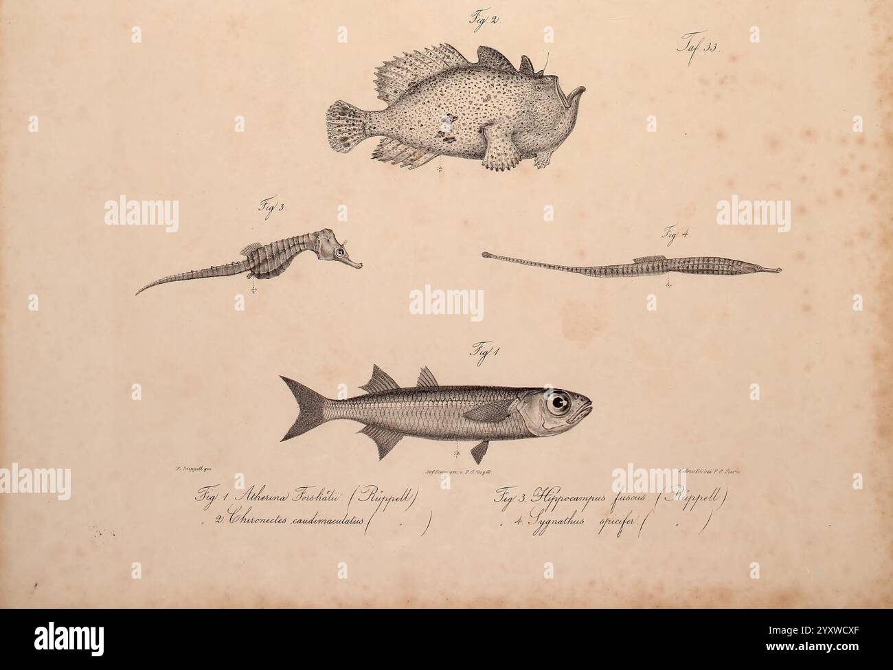 Neue Wirbelthiere zu der fauna von Abyssinien gehörig, Francoforte sul meno, S. Schmerber, 1835-1840 animali, cavalluccio marino, Mar Rosso, ittiologia, identificazione, Etiopia, zoologia, classificazione, pesci marini, Antennarius commerson, Hippichthys spicifer, Pranesus maculatus, Eduard Ruppell, Chironectes caudimaculatus, grande pescatore, Syngnathus spicifer, Friedrich Carl Vogel, Atherina forskalii, Hippocampus fuscus, Atherinomorus lacunosus, hardyhead silverside, Sea pony, pesci pipello maculati blu, l'opera d'arte presenta un'illustrazione dettagliata di varie specie di pesci, ognuna meticolosamente resa in mostra Foto Stock