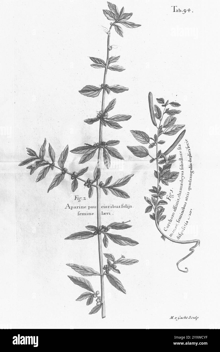 Un viaggio verso le isole Madera Barbados Nieves S. Christophers Giamaica Londra stampato da B.M. per l'autore 1707-1725 England Plants Natural History Jamaica Botany Engravings 1707 Descrizione e viaggio opere pre-linneane, Un'illustrazione botanica con una dettagliata raffigurazione di una pianta con steli sottili e allungati e delicate foglie appuntite. Lo stelo principale è adornato da numerose foglie disposte a modello alternato, che mostrano l'intricata struttura e consistenza di ogni foglia. A destra, un gambo secondario si dirama, presentando una forma più delicata e qualche foglia, evidenziando Foto Stock