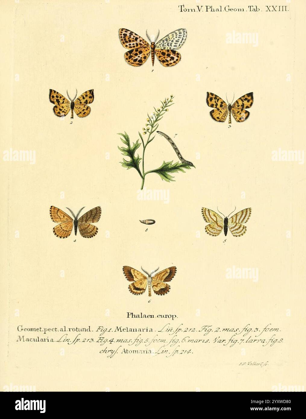 Die Schmetterlinge in Abbildungen nach der Natur, Lipsia, T.O. Weigel, 1829-1839, farfalle, Europa, lepidotteri, opere pittoriche., questa illustrazione mostra una collezione diversificata di farfalle e un campione vegetale, disposti in un formato visivamente sorprendente. Al centro, una delicata pianta verde con foglie sottili aggiunge un tocco naturale, mentre intorno ad essa si trovano varie specie di farfalle, ognuna caratterizzata da motivi e colorazioni intricati. Alcune farfalle mostrano punti e segni vivaci, mostrando la diversità delle loro ali. L'opera d'arte è etichettata con nomi scientifici, sottolineando i Foto Stock