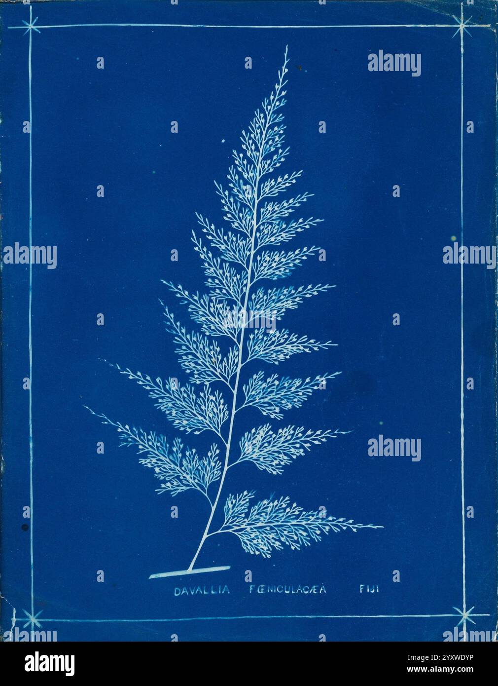 New Zealand Ferns Auckland, nuova Zelanda, Dobbie, H. B, 1880, botanica, opere pittoriche botaniche, felci nuova Zelanda, felci opere pittoriche neozelandesi, stampe naturali nuova Zelanda, nuova Zelanda, libri rari del XIX secolo, Auckland War Memorial Museum Tāmaki Paenga Hira, questa opera d'arte presenta una delicata felce, in particolare la Davallia feniculacea, splendidamente esposta su un vibrante sfondo blu. Gli intricati dettagli delle fronde della felce sono meticolosamente illustrati, evidenziando le texture fini e piume e le graziose forme ad arco. Sotto la felce, il suo nome scientifico è elegantemente inciso Foto Stock
