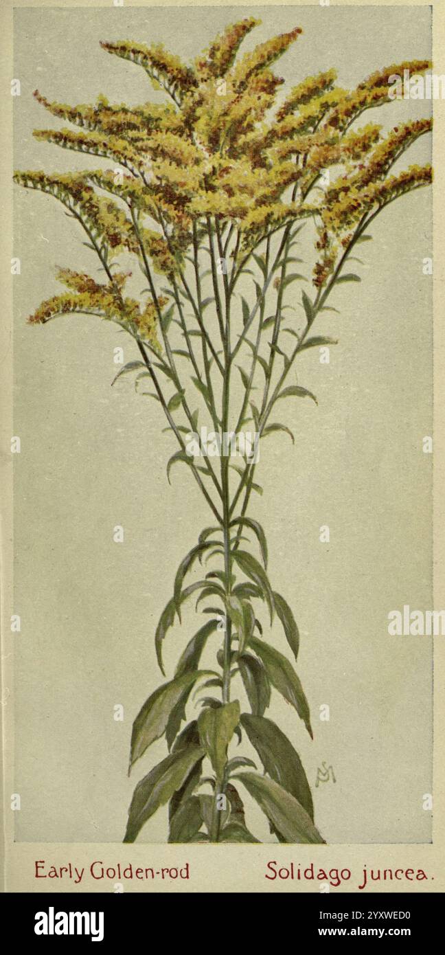 Field, book, of, americano, selvaggio, fiori, New York, 1912, fiori, Solidago, è raffigurata la juncea, Una pianta in fiore nota come "Early Golden-Rod", scientificamente identificata come Solidago juncea. La pianta presenta steli alti e sottili adornati da piccoli fiori giallo-dorato che si riuniscono in cima, creando un'incredibile esposizione. Le foglie sono allungate con una ricca tonalità verde, che si aggiunge all'estetica generale. Questa specie si trova comunemente in vari habitat, spesso prospera in campi aperti e lungo le strade. I suoi fiori vibranti attirano gli impollinatori, rendendolo una parte vitale dell'ecosistema. Foto Stock