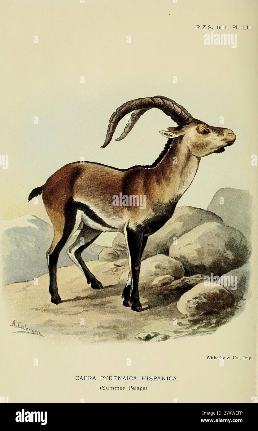 Proceedings of the Zoological Society of London, London, Academic Press Periodicals, Zoology, Un'illustrazione dettagliata dello stambecco iberico, scientificamente conosciuto come Capra pyrenaica hispanica. L'animale è raffigurato in piedi su un terreno roccioso, mostrando la sua struttura muscolare e le caratteristiche distintive. Presenta lunghe corna ricurve che si estendono verso l'esterno e un cappotto con una miscela di tonalità marrone e crema, accentuandone la forma graziosa. Il posizionamento enfatizza le sue robuste gambe e i suoi zoccoli, progettati per scalare gli esperti in paesaggi accidentati. Lo sfondo presenta sottili sfumature di un ambiente naturale, Foto Stock