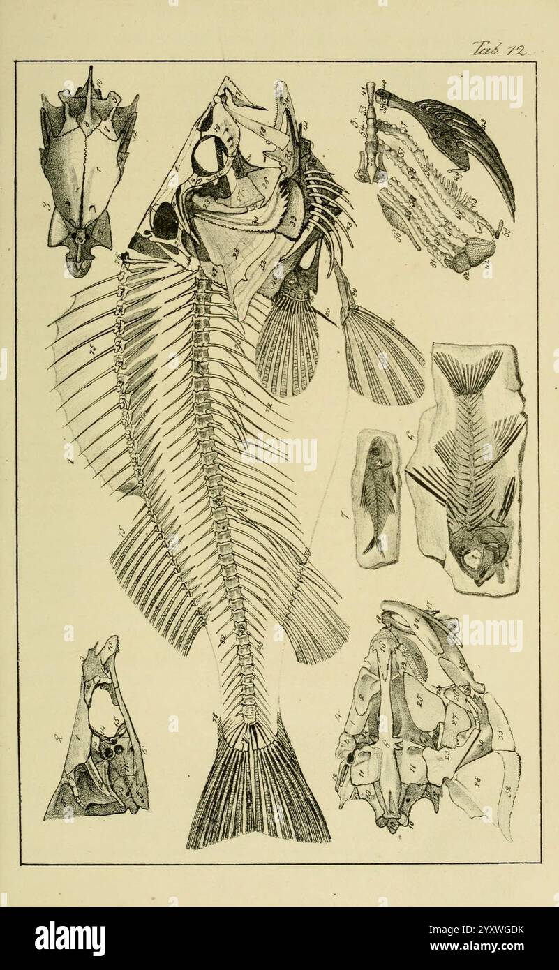 Handbuch der Petrefaktenkunde, Tübingen, H. Laupp, 1852. Fossili, Paleontologia, Museo di Zoologia comparata, l'illustrazione presenta una rappresentazione anatomica dettagliata di un pesce, che mostra la sua struttura scheletrica insieme a varie caratteristiche anatomiche. Centrale per la composizione è lo scheletro completo del pesce, che mostra la disposizione delle ossa e della cartilagine. Attorno ad essa vi sono sezioni più piccole che evidenziano diversi aspetti, come organi interni, branchie e pinne, nonché viste trasversali che forniscono informazioni sui suoi sistemi biologici. Ogni sezione è meticolosamente etichettata, m Foto Stock