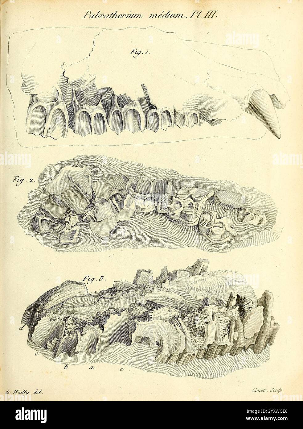 Recherches sur les ossemens fossiles de quadrupedes, Parigi, Deterville, 1812, Francia, Paleontologia, Geologia, regione di Parigi, mammiferi fossili, vertebrati fossili, storie fossili, questa illustrazione presenta rappresentazioni scientifiche dettagliate di resti fossilizzati attribuiti al genere Palazotherium, in particolare la specie Palazotherium medium. La sezione mostra più viste e prospettive dei fossili, enfatizzando le loro strutture complesse. La sezione superiore (Fig. 1) mostra una singola mandibola fossilizzata con scanalature e sporgenze distinte, suggerendo usura e utilizzo. La sezione centrale (Fig. 2) Foto Stock