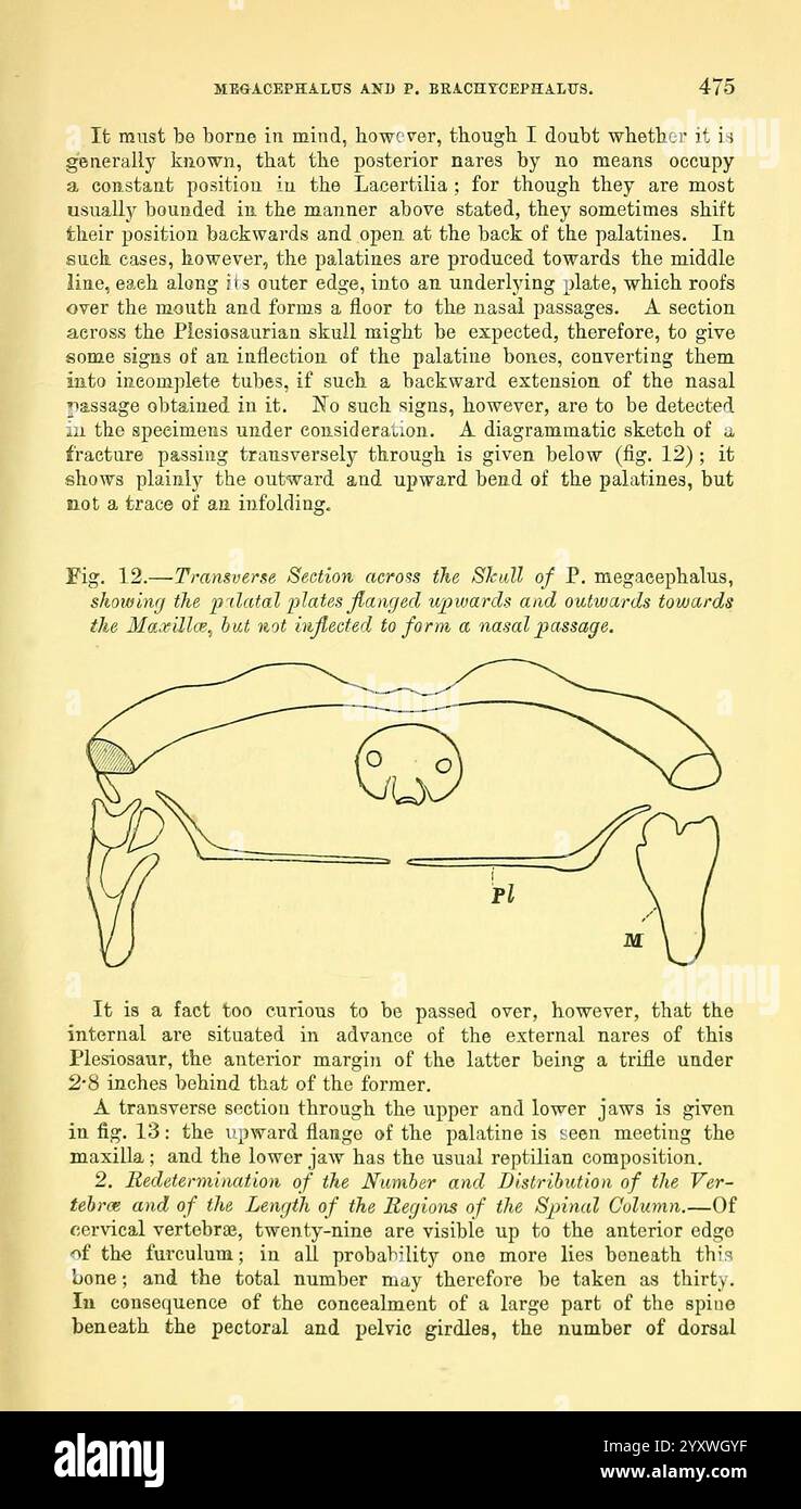 The Quarterly Journal of the Geological Society of London, v. 37 (1881), London, Geology, Periodicals, l'illustrazione raffigura la struttura anatomica di un campione del genere P. brachycephalus, concentrandosi in particolare sulla sezione trasversale del guscio. Mette in evidenza le varie parti, tra cui le cinte pettorali e pelviche, insieme a caratteristiche notevoli come gli attacchi muscolari e la morfologia generale del campione. Le annotazioni aggiuntive indicano le misurazioni e le direzioni per comprenderne le caratteristiche fisiologiche, sottolineando la relazione tra lo scheletrico Foto Stock