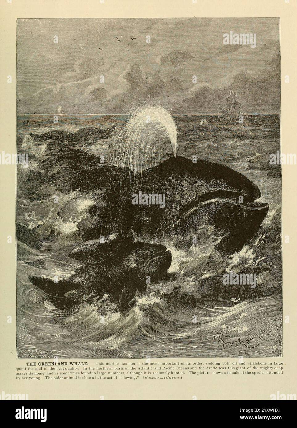 Brehm's Life of Animals, volume 1, Mammalia, Chicago, Marchese, 1895, balena, mammiferi, balenottere, comportamento degli animali Balaena mysticetus, Una rappresentazione di un enorme sperma balenottero che sventola la superficie dell'oceano, creando uno spruzzo drammatico mentre espelle un getto d'acqua attraverso il suo soffio. L'acqua circostante è turbolenta, sottolineando il potere e le dimensioni della creatura. Sullo sfondo, si possono vedere navi più piccole che navigano nei mari instabili, evidenziando la dimensione della balena rispetto alle navi. La scena cattura la maestosità della vita marina e il vibrante ecosistema dell'oceano. Foto Stock