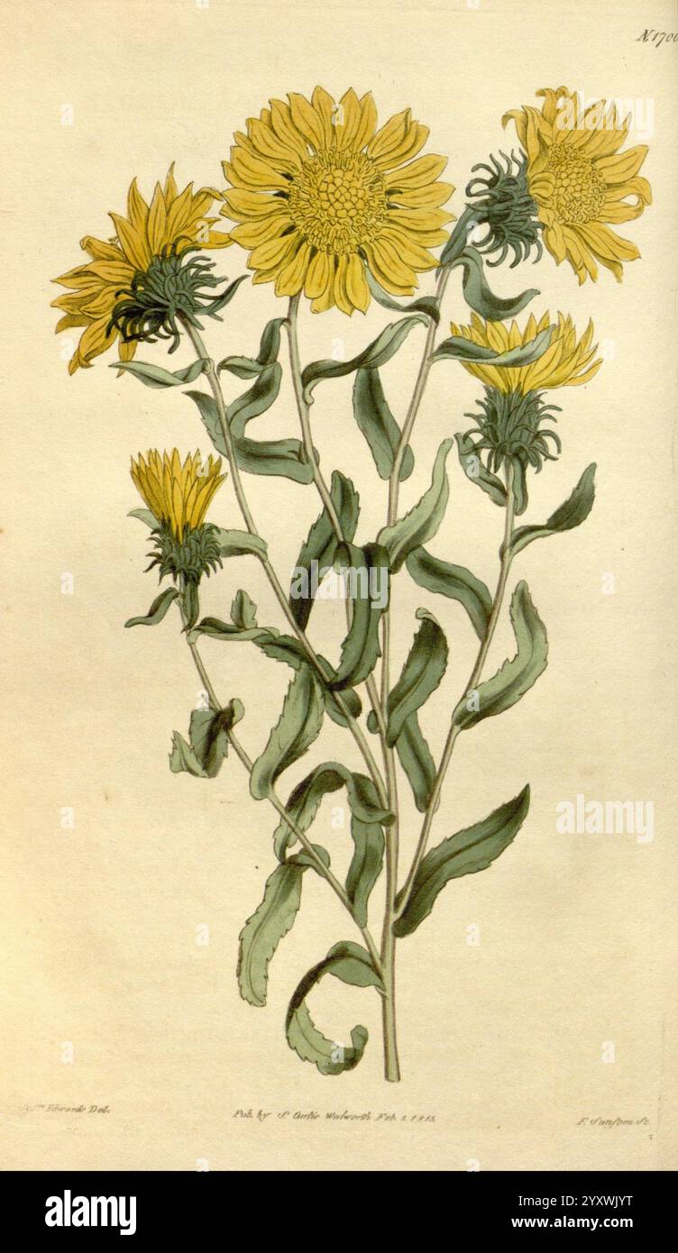 Rivista botanica di Curtis Londra New York illustrazione botanica periodici botanici opere pittoriche piante ornamentali Curtis Sydenham Teast Edwards Dahlia Square Grindelia robusta tassonomia: Family= Asteraceae North America, Un'illustrazione botanica che mostra un'alta pianta fiorita caratterizzata dalle sue vibranti fioriture gialle. I fiori, composti da numerosi fiori simili a petali, si irradiano verso l'esterno, creando un impatto visivo sorprendente. La pianta presenta foglie verdi allungate con un bordo leggermente seghettato, disposte alternativamente lungo il robusto stelo. Tendini delicati o gemme più piccole c Foto Stock