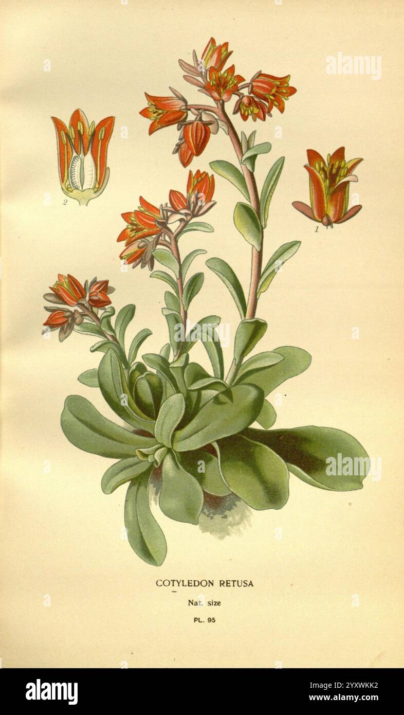 Fiori favoriti di giardino e serra Londra e New York Frederick Warne & Co. 1896-97 cromolitografia ottocentesca floricoltura Francia iconi piante ornamentali Echeveria fulgens Cotyledon retusa Echeveria retusa Echeveria fulgens succulenta infiorescenza floreale Crassulaceae Echeveria, l'illustrazione raffigura Cotyledon retusa, una pianta succulenta nota per i suoi fiori caratteristici, foglie carnosi e vibranti e tuari. La pianta è mostrata per intero, mostrando la sua rosetta di foglie verdi spesse arrotondate alle punte e disposte in modo compatto. Emergendo dal centro del roset Foto Stock