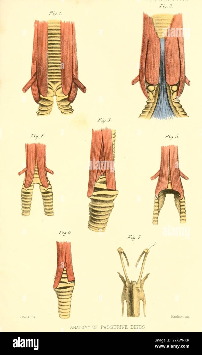 Proceedings of the Zoological Society of London, London, Academic Press Periodicals, Zoology., un'illustrazione raffigurante le strutture anatomiche degli uccelli passeri, mostrando varie disposizioni muscolari e caratteristiche scheletriche. Le figure evidenziano la complessità della loro anatomia, con rappresentazioni dettagliate di fibre muscolari, tendini e articolazioni scheletriche. Ogni figura etichettata fornisce informazioni sugli adattamenti unici che consentono la diversa locomozione e funzionalità di queste specie aviarie, illustrando il design intricato che supporta le loro capacità di volo. Foto Stock