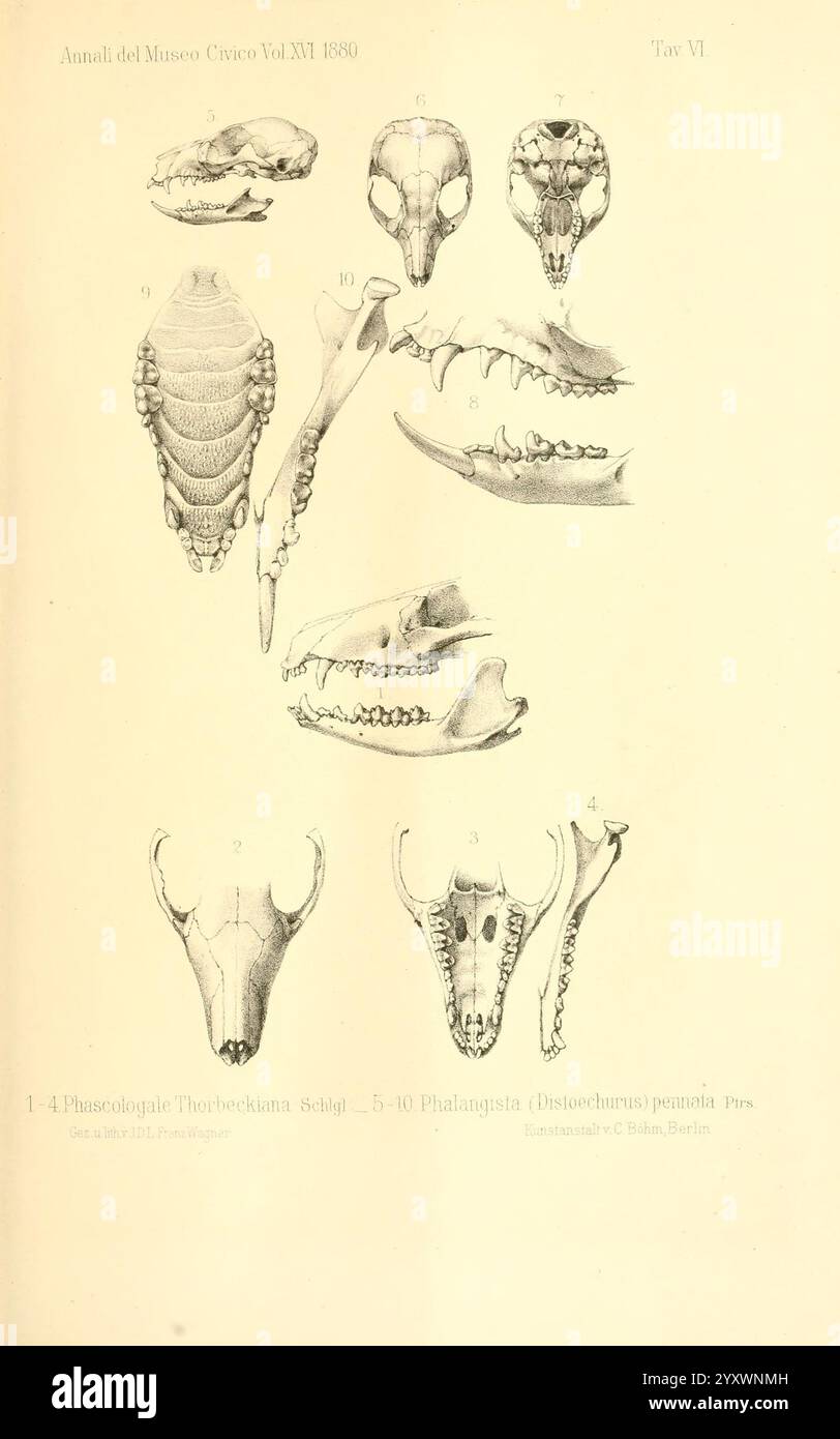 Numerazione dei mammiferi, Genova, Tip. Del R. Istituto sordo-Muti, 1881, Papua nuova Guinea, mammiferi, l'illustrazione mostra disegni anatomici dettagliati di vari teschi e componenti scheletrici, probabilmente appartenenti a diverse specie all'interno del regno animale. La sezione superiore presenta diagrammi numerati di teschi da varie prospettive, che mostrano l'intricata struttura del cranio e delle mascelle. Sotto questi, ulteriori diagrammi etichettati evidenziano elementi distinti della colonna vertebrale e della gabbia toracica. Ogni componente è meticolosamente reso, sottolineando lo studio scientifico del compar Foto Stock