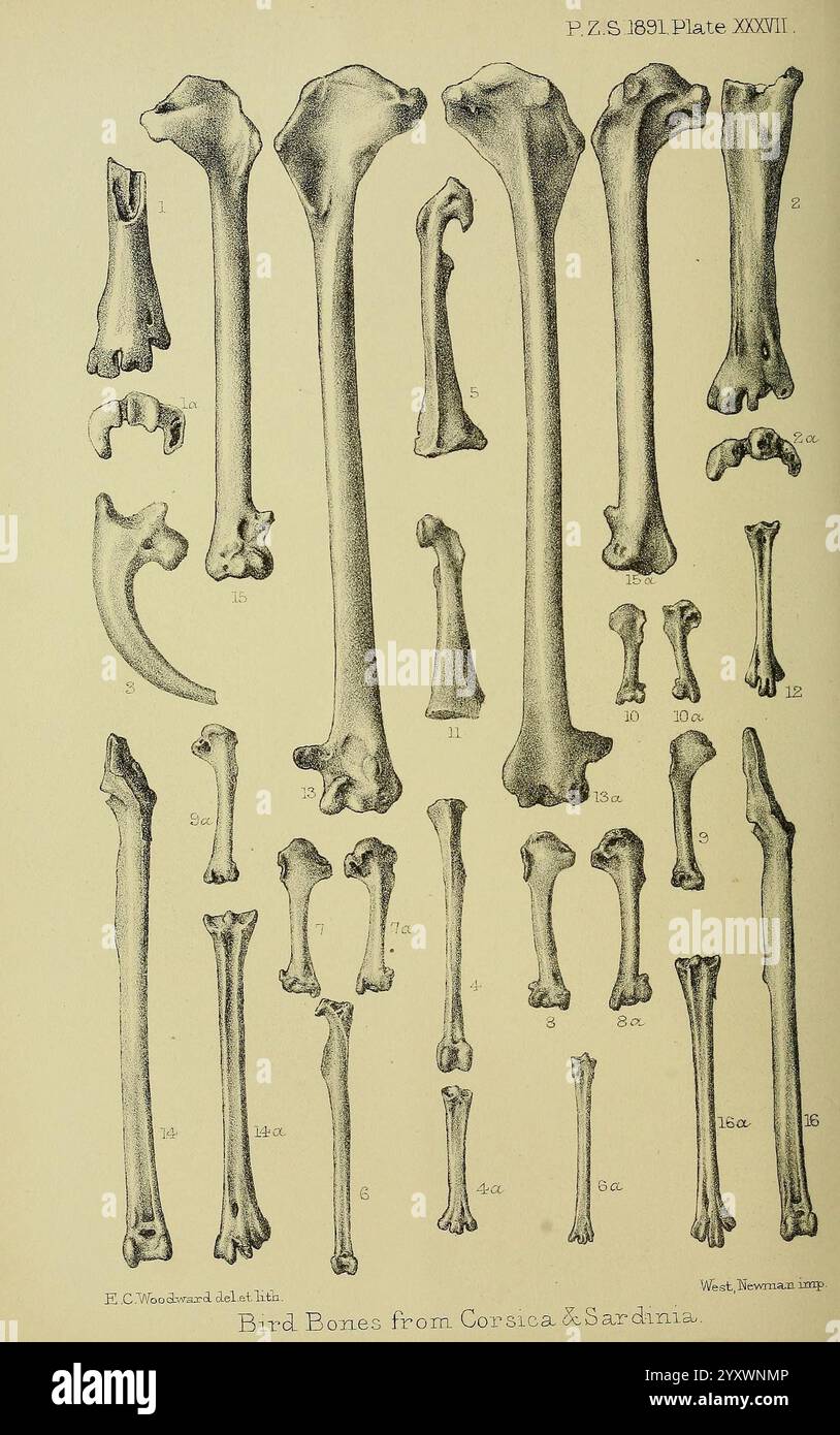 Proceedings of the Zoological Society of London, London, Academic Press Periodicals, zoologia, ossa, un diagramma illustrato che mostra una collezione di ossa di uccelli della Corsica e della Sardegna, classificate ed etichettate come riferimento scientifico. L'illustrazione presenta vari tipi di ossa, tra cui omero, raggio, ulna, femore, e altri, organizzati in modo sistematico. Ogni osso viene meticolosamente riprodotto con dettagli, fornendo informazioni dettagliate sulla struttura scheletrica e sull'anatomia. Il riferimento comprende annotazioni per l'identificazione, sostegno agli studi ornitologici e enfatizzazione della diversità Foto Stock