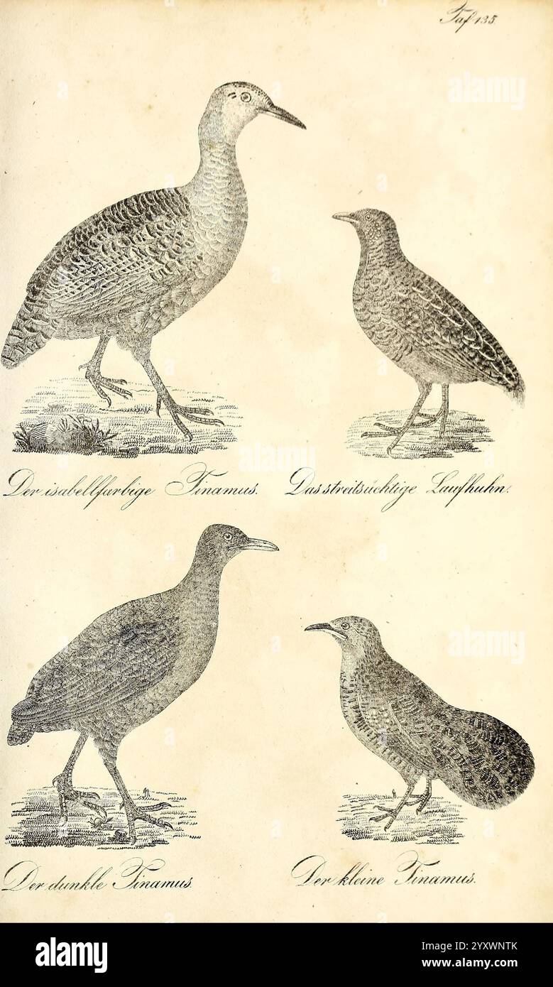 Die Naturgeschichte in getreuen Abbildungen und mit ausführlicher Beschreibung derselben. Leipzig, bei Eduard Eisenach, 1835. Uccelli, opere pittoriche, questa illustrazione mostra quattro specie di uccelli distinte disposte in una griglia. In alto a sinistra è visibile un uccello con le gambe allungate e un corpo macchiato, probabilmente indicativo delle sue abitudini di abitazione a terra. L'alto a destra presenta un uccello più piccolo e rotondo con un becco più corto, sottolineando la sua diversa nicchia ecologica. Il basso a sinistra mostra un uccello più grande con una forma robusta e un becco più pronunciato, suggerendo che può essere adattato per un comportamento di alimentazione specifico Foto Stock