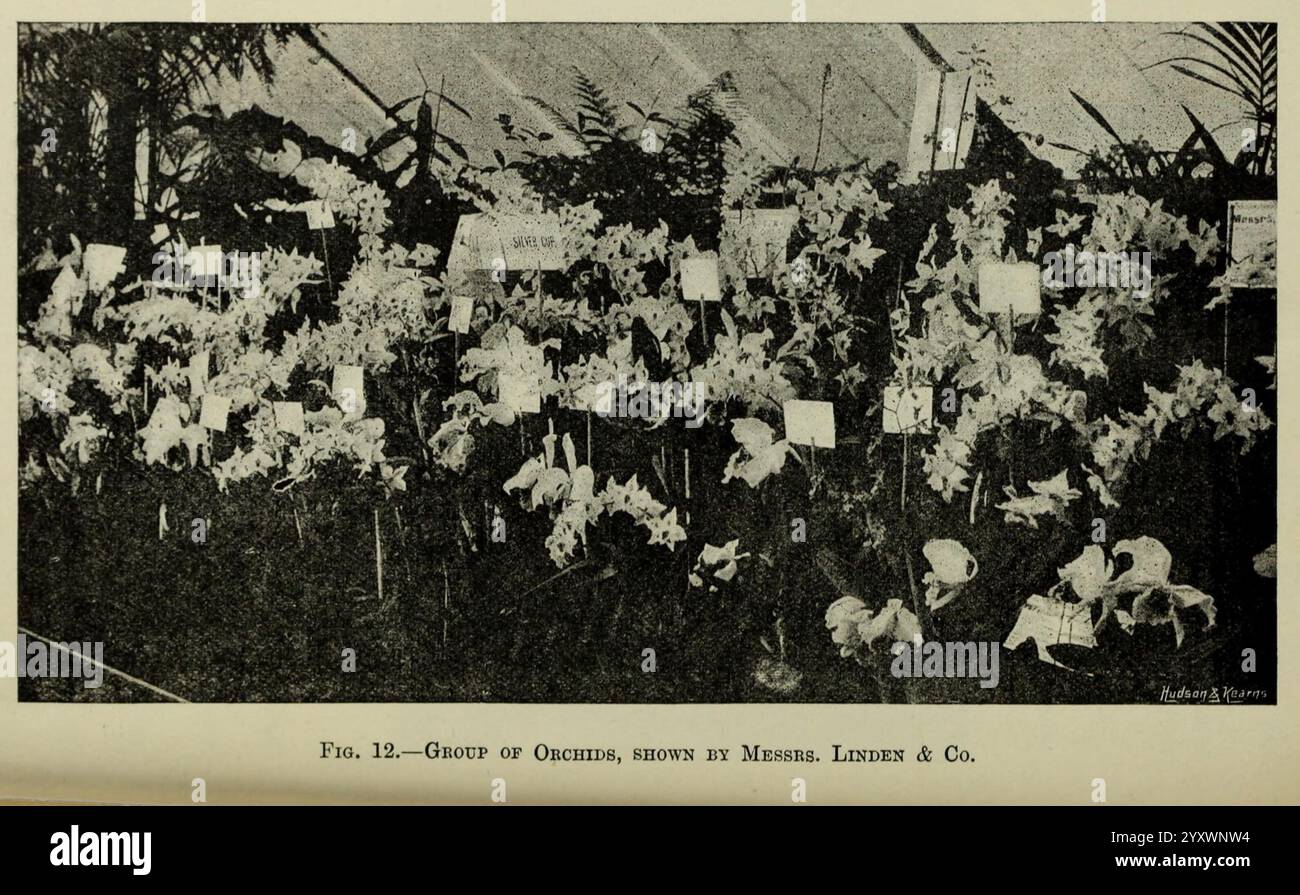 Journal of the Royal Horticultural Society of London, London, stampato per la Royal Horticultural Society da Spottiswoode & Co, botanica, cultura della frutta, giardinaggio, orticoltura, periodici, società, tuinbouw, tuinen, tuinieren, la scena presenta una lussureggiante esposizione di varie orchidee, meticolosamente disposte in una mostra orticola. Sono esposti numerosi fiori, ciascuno etichettato con segni identificativi, che riflettono lo sforzo e la cura degli espositori. L'atmosfera suggerisce una vibrante celebrazione della bellezza floreale, evidenziando la diversità della famiglia delle orchidee. In primo piano lo sono Foto Stock