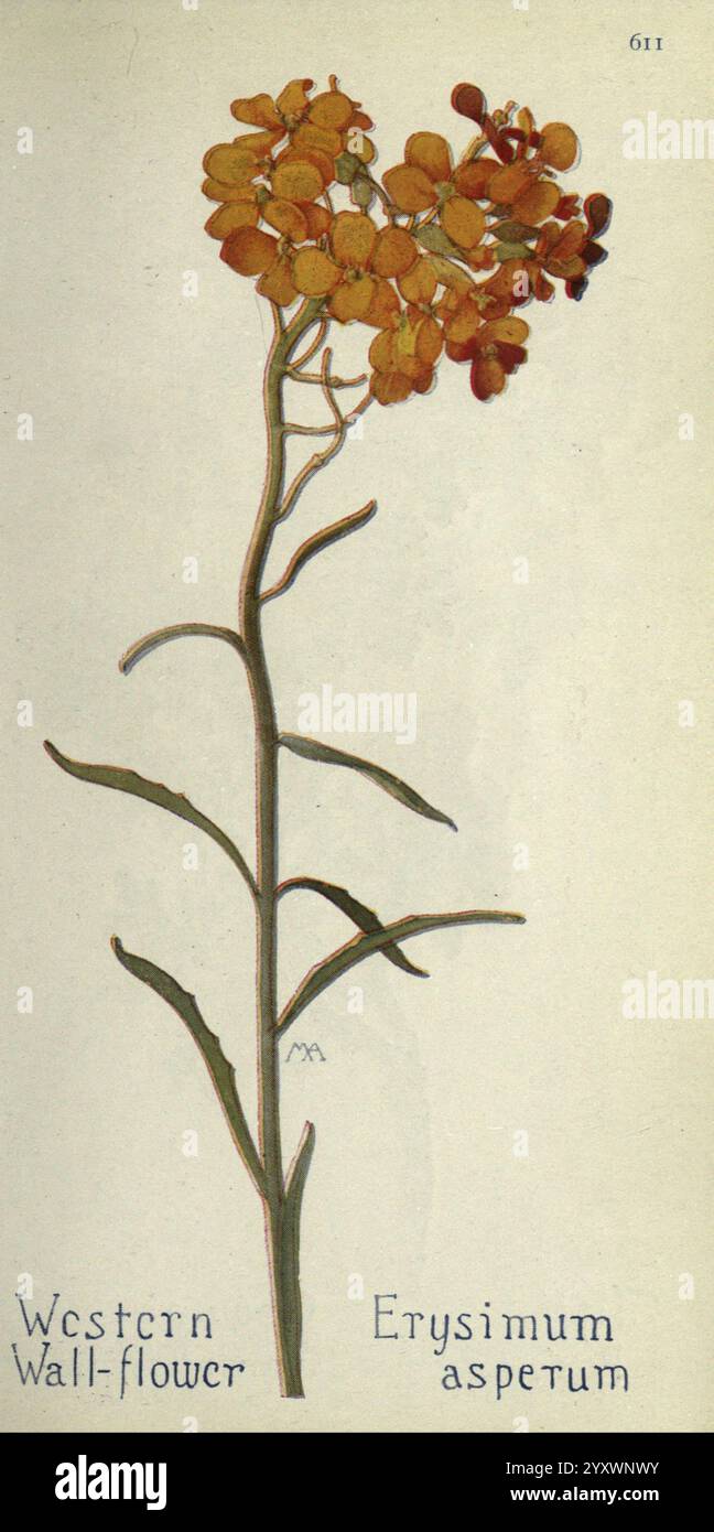 Libro di campi di fiori selvatici occidentali, Londra, C. P. Putnam's Sons, 1915, westus, fiori selvatici, foglie, fiore, Erysimum capitatum, Erysimum asperum, tassonomia:trinomial= Erysimum capitatum capitatum, tassonomia:Family= Brassicaceae, vallone occidentale, vallone pianeggiante, razzo prateria, Wallflower dune di sabbia, geo:Continent= northamerica, Stati Uniti, Messico, Margaret Armstrong, 2, Un'illustrazione botanica del fiore della parete occidentale, scientificamente conosciuto come Erysimum asperum. La pianta presenta un alto e sottile stelo adornato da piccoli fiori giallo-arancio a quattro petali. Posizionato sopra t Foto Stock