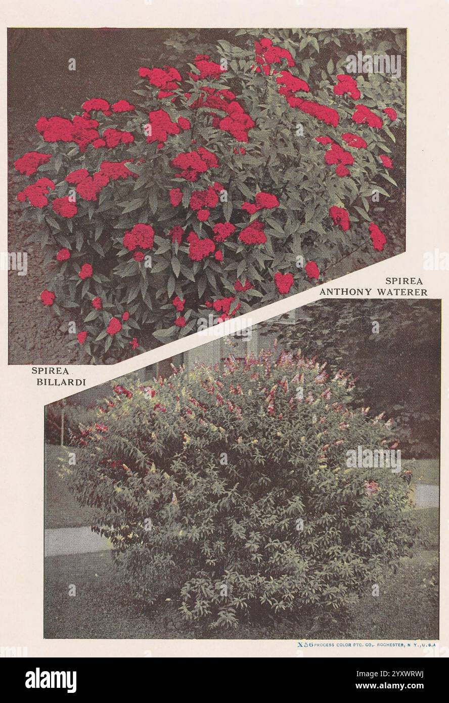 Targa descrittiva Newark, N. Y, Knight & Bostwick, [19--], cataloghi, vivaio orticoltura, Spirea Anthony Waterer, Spirea Billardi, la scena presenta due tipi distinti di piante di spirea affiancate. La sezione superiore presenta Spirea Anthony Waterer, caratterizzata da vivaci gruppi di fiori rossi che creano un impatto visivo sorprendente contro la vegetazione lussureggiante delle foglie. Al contrario, la sezione inferiore presenta Spirea Billardii, mostrando una tavolozza più attenuata con i suoi fiori rosa chiaro e il fogliame denso e cespuglioso. Entrambe le varietà presentano le caratteristiche distintive della spirea, nota per Foto Stock