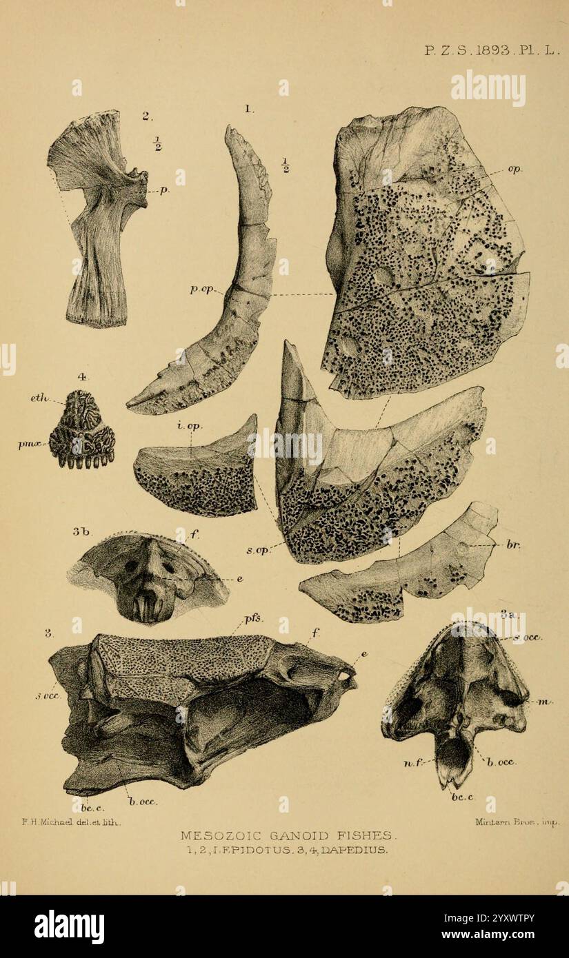 Proceedings of the Zoological Society of London, London, Academic Press Periodicals, Zoology, Una raccolta di illustrazioni dettagliate che mostrano vari resti fossili di pesci ganoidi mesozoici. Le figure includono diverse caratteristiche anatomiche come scale, alette e frammenti di cranio. Ogni esemplare è meticolosamente etichettato con la terminologia scientifica, fornendo informazioni sulla morfologia e la classificazione di questi pesci antichi. Le illustrazioni evidenziano le distinte trame e i dettagli strutturali, sottolineando l'importanza di questi fossili nella comprensione della biologia evolutiva e del TH Foto Stock