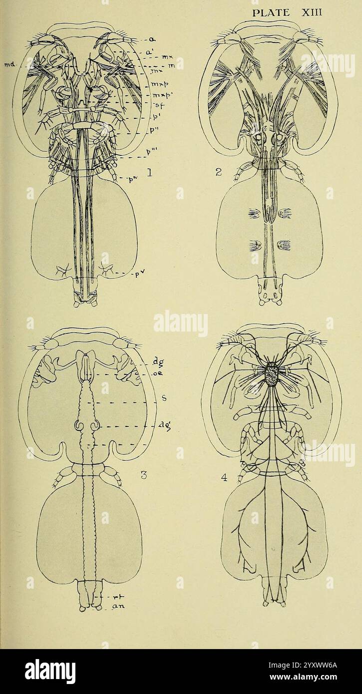 Il parassita britannico Copepoda, Londra, 1913, Gran Bretagna, parassiti, pesci, crostacei, copepoda, questa illustrazione presenta uno studio anatomico dettagliato della testa di un insetto, diviso in quattro sezioni. Ogni sezione presenta una vista o un aspetto diverso della struttura della testa, etichettata con vari termini anatomici. Le illustrazioni includono rappresentazioni di organi sensoriali, mandibole e altre caratteristiche rilevanti per la biologia dell'insetto. Le etichette forniscono informazioni sulla morfologia, come il posizionamento e la funzione di diverse parti, tra cui le antenne, gli occhi e le parti del boccaglio. Questa compressione Foto Stock