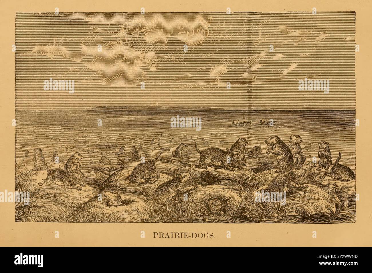 Storia naturale degli animali selvatici occidentali e guida per cacciatori, cacciatori e sportivi, Toledo, Ohio, blade Printing & Paper Company, 1875, caccia, Nord America, cane della prateria, zoologia, trappole, Una scena che raffigura un raduno di cani della prateria nel loro habitat naturale, mostrando il loro stile di vita scavato. La composizione include vari cani della prateria impegnati in diverse attività - alcuni sembrano stare in piedi sulle loro zampe posteriori, mentre altri sono annidati nelle loro tane. Sullo sfondo è visibile una vasta distesa di terreno, con accenni di vegetazione e cielo, che suggeriscono un'atmosfera di openne Foto Stock