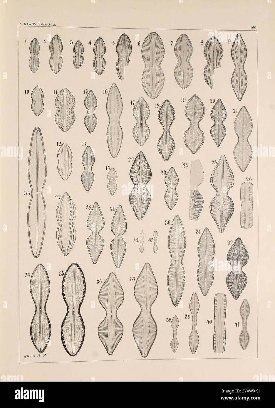 Atlas der Diatomaceen-Kunde Leipzig O.R. Reisland 1874-19 atlanti bacillariophyceae, questa illustrazione presenta una collezione di varie forme allungate e simmetriche, ciascuna numerata come riferimento. La varietà di forme mette in evidenza schemi e trame intricati, suggerendo uno studio di campioni naturali o scientifici. La disposizione mostra diverse varianti e stili, ciascuno con caratteristiche uniche, che stimolano l'osservazione e il confronto. La composizione complessiva riflette un'esplorazione organizzata del design e della struttura, incoraggiando gli spettatori ad apprezzare la complessità riscontrata all'interno di si Foto Stock