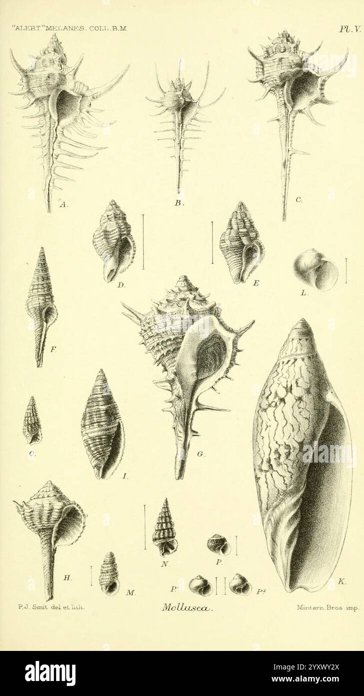 Rapporto sulle collezioni zoologiche effettuate nell'Oceano Indo-Pacifico durante il viaggio di H.M.S. "Alert" 1881-2. Londra, 1884. Alert Loop 1856-1895, Australia, Isole dell'Oceano Indiano, Melanesia, spedizioni scientifiche, Zoologia, Murex Coppingeri, Murex Acanthostephes, Murex Macgillivrayi, Fusus Cereus, Tritonidea Curtisiana, lati Rus Angustus, Turbinella armigera, Turbinella Spinosa, Mitra Proscissa, volta volta, Natica Limpida, Rissoina Curtisi, Cerithium Nigrobalteatum, Cerithium Torresi, Trochus Coronata, Mollusca, mare di Arafura, stretto di Dundas, isola di Lizard, Port Curtis, Port Darwin, P Foto Stock