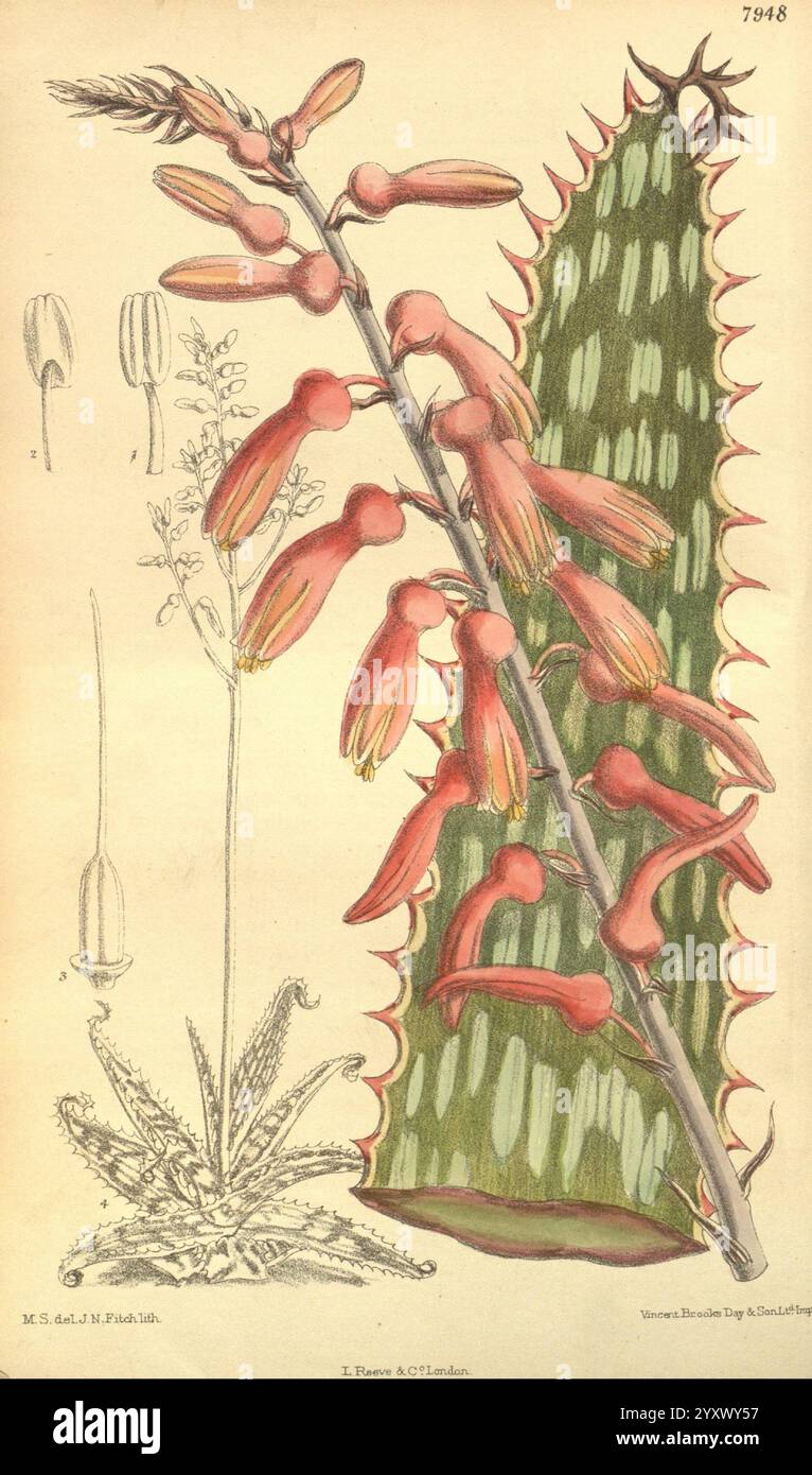 Curtis's Botanical Magazine, Londra, New York, illustrazione botanica, botanica, periodici, opere pittoriche, piante ornamentali, Curtis, Aloe, pianta, succulenta. l'illustrazione presenta uno studio botanico dettagliato che mostra due piante distinte. Sulla destra emerge un alto succulento verticale con foglie spesse, verdi e a motivi geometrici, adornato da vivaci fiori rossi allungati che appendono graziosamente da gambi ad arco. A sinistra, una pianta fiorita più piccola mostra dettagli delicati e sottili con steli sottili e fiori piccoli e intricati. L'opera enfatizza le caratteristiche e le texture uniche Foto Stock
