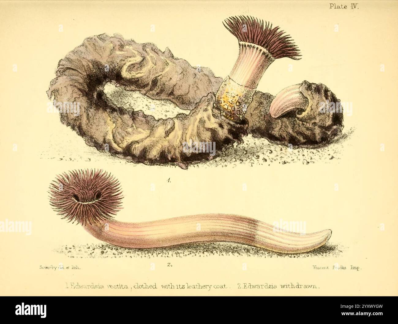Popular History of the Aquarium of Marine and Fresh-Water Animals and Plants, London, Lovell Reeve, 1857 Aquariums Freshwater Biology History Marine Biology Woods Hole Pachycerianthus Solitarius, l'illustrazione presenta due distinti organismi marini, probabilmente del phylum Annelida. Sulla sinistra, un verme segmentato assomiglia a un grande corpo a spirale adornato di setole, che mostra le sue complesse texture. Adiacente ad essa, una forma più allungata mostra un'estremità a tufting, presentando una corona sfumata di strutture simili a diramazioni che suggeriscono un meccanismo di alimentazione del filtro. Entrambi i campioni riposano su un sup Foto Stock