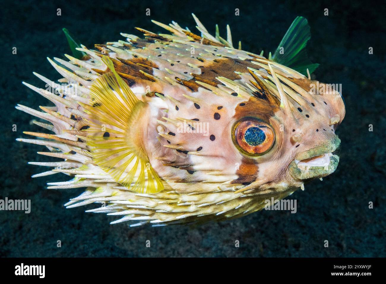 Porcospino della colonna vertebrale lunga, Diodon holocanthus, stretto di Lembeh, Sulawesi Indonesia, Oceano Indo-Pacifico Foto Stock