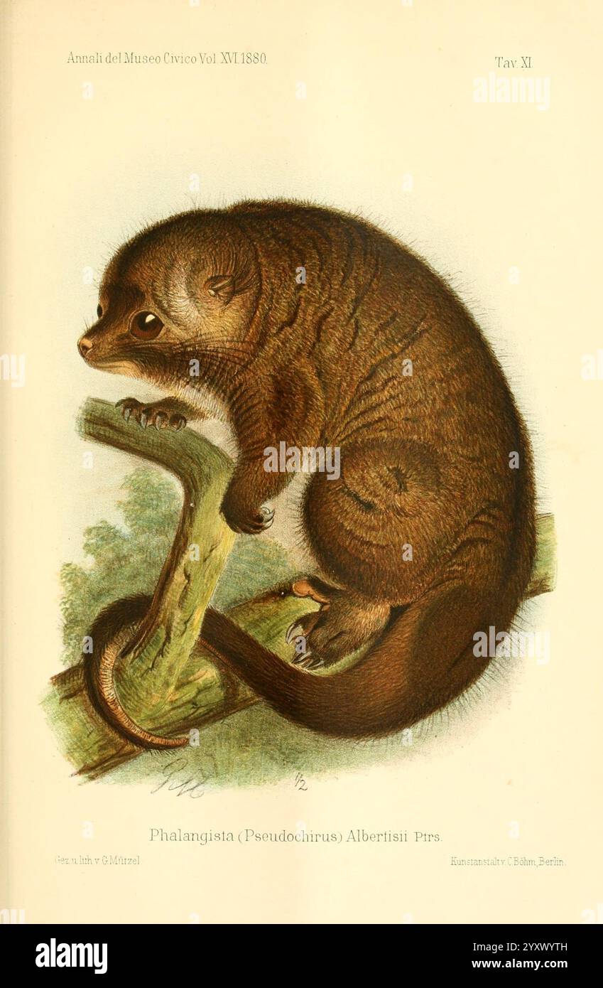Numerazione dei mammiferi, Genova, Tip. Del R. Istituto sordo-Muti, 1881, mammiferi, papaunaewguinea, pseudochirops albertisii, tassonomia: family= pseudocheiridae, diprotodontia, tassonomia: class= mammalia, tassonomia: phylum= chordata, tassonomia: kingdom= animalia, dalbertis possum coda ad anello, marsupiali. Una piccola creatura pelosa poggia su un ramo, mostrando il suo corpo arrotondato e gli arti corti. La sua pelliccia è una tonalità ricca e scura con toni più chiari che accentuano il suo ventre. I grandi occhi espressivi della creatura le conferiscono un aspetto curioso mentre guarda verso lo spettatore. La sua coda è cespugliosa, che si aggiunge alla sua Foto Stock