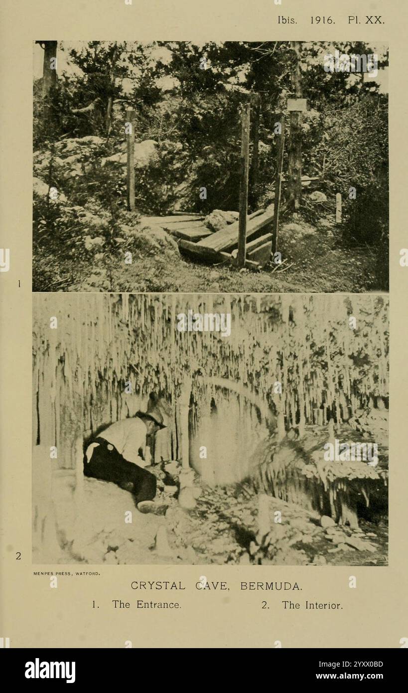 Ibis, Londra, pubblicato, per il, britannico, Ornithologists', Union, by, Academic, Press, ornitologia, periodici, la scena mostra due vedute della grotta di cristallo alle Bermuda. La parte superiore presenta l'ingresso alla grotta, caratterizzato da un percorso naturale fiancheggiato da foglie e contrassegnato da vari cartelli in legno. Qui sotto, viene rivelato l'interno della grotta, evidenziando stalattiti mozzafiato e le formazioni geologiche uniche della caverna. Una persona è visibile che riposa contro la parete della grotta, fornendo un senso di scala e invitante esplorazione di questo affascinante ambiente sotterraneo. Foto Stock