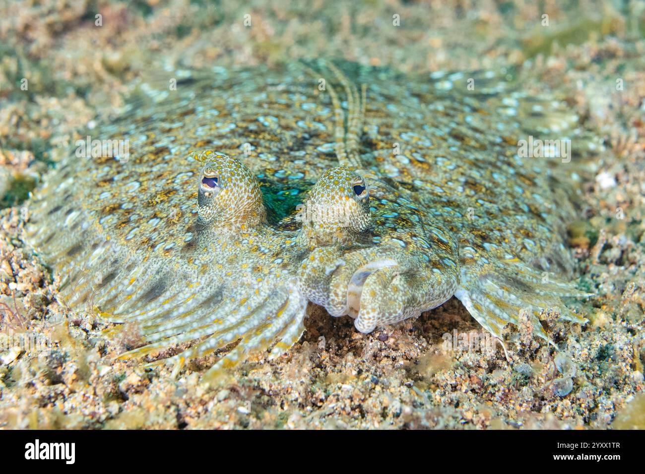 Mabini, Anilao, Batangas, Isola di Luzon, Filippine, passera pavone, Bothus mancus Foto Stock