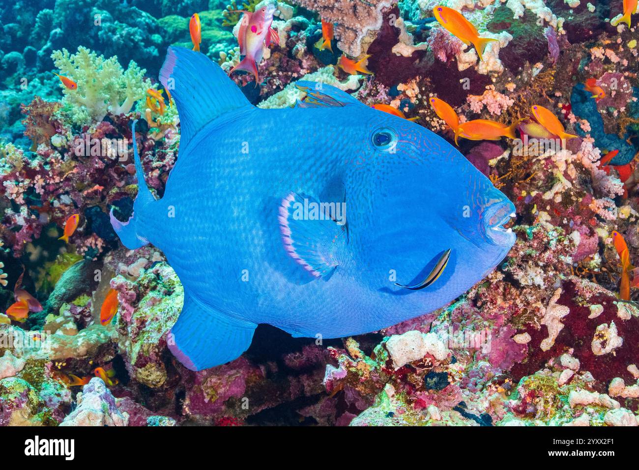 pesci triggerfish blu, pesci triggerfish blu, pesci triggerfish increspato, pesci triggerfish maculato giallo, pesci triggerfish blu e oro, Pseudobalistes fuscus, Sea goldie, PSE Foto Stock