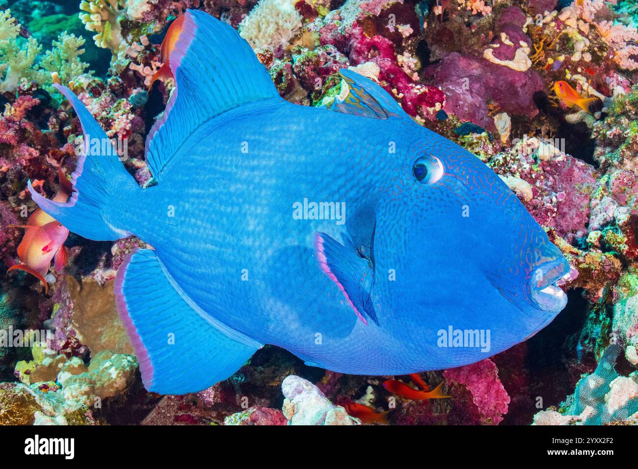 pesci triggerfish blu, pesci triggerfish blu, pesci triggerfish increspato, pesci triggerfish maculato giallo, pesci triggerfish blu e oro, Pseudobalistes fuscus, Sea goldie, PSE Foto Stock