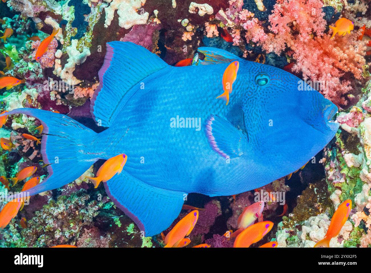 pesci triggerfish blu, pesci triggerfish blu, pesci triggerfish increspato, pesci triggerfish maculato giallo, pesci triggerfish blu e oro, Pseudobalistes fuscus, Sea goldie, PSE Foto Stock